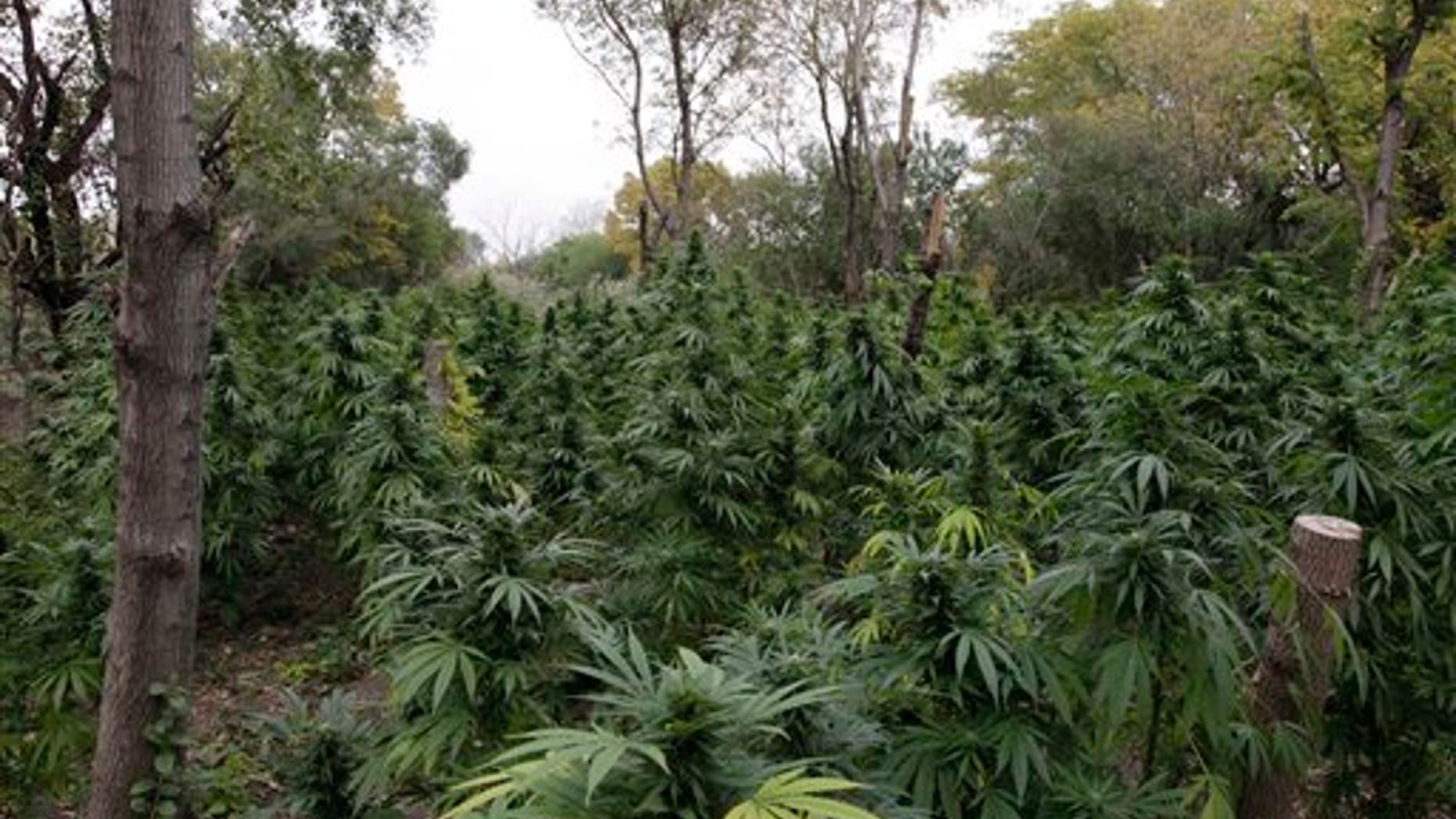Oct. 3, 2012: Marijuana plants are seen in Chicago where officers say they discovered two football fields worth of pot plants growing on the city's South Side.