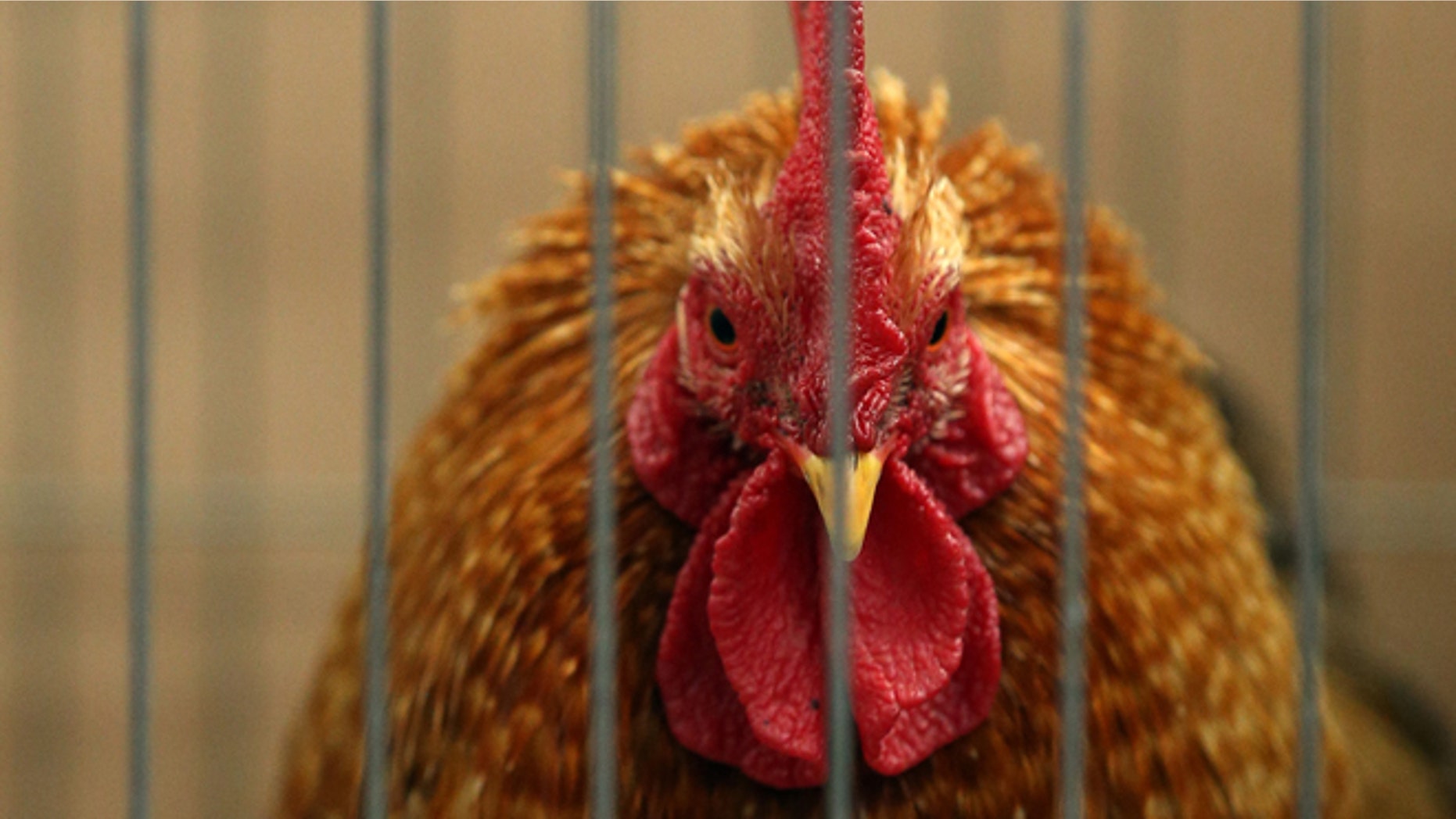 SHEPTON MALLET, ENGLAND - MAY 29: A chicken at the Royal Bath and West Show entered for competition is seen on the opening day of the show on May 29, 2013 near Shepton Mallet, England. The 150th Royal Bath and West Show which features livestock, agricultural machinery, trade-stands and locally produced food and drink, was first held in 1852 and is one of the oldest surviving agricultural shows in England. (Photo by Matt Cardy/Getty Images)