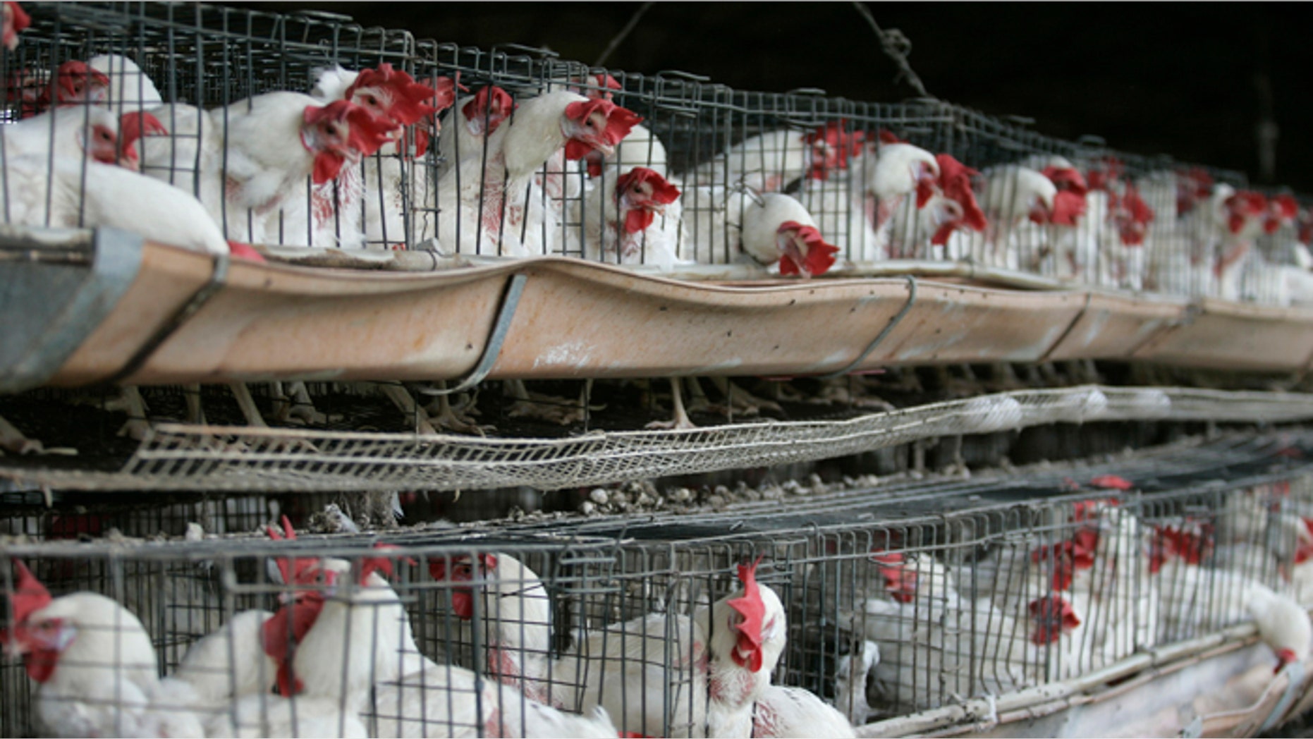 Chickens sit in their enclosures at a poultry farm in Tepatitlan, in Jalisco state, July 4, 2012. An outbreak of avian flu in western Mexico has killed at least 870,000 poultry birds since its detection last month but poses no threat to humans, the agriculture ministry said on Monday. The H7N3 flu was detected in two municipalities in the state of Jalisco, Mexico's largest chicken farming region, and authorities have been working quickly to contain the outbreak, a statement from the ministry said. REUTERS/Alejandro Acosta (MEXICO - Tags: HEALTH ANIMALS) - RTR34LUP