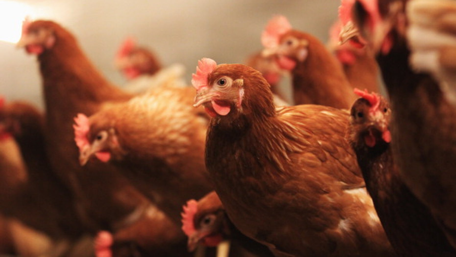 An outbreak of the H7N3 virus has been “totally controlled.”