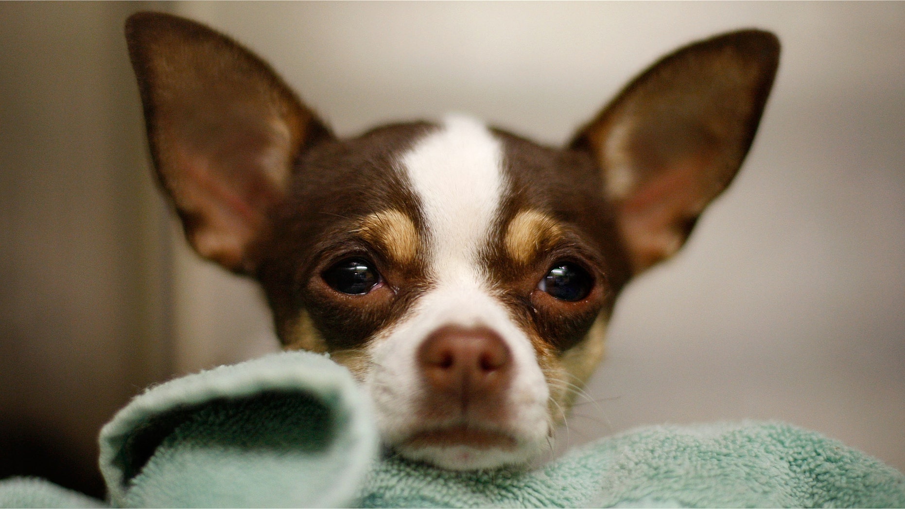 LOS ANGELES, CA - DECEMBER 15: A Chihuahua waits adoption at a Los Angeles Department of Animal Services shelter on December 15, 2009 in Los Angeles, California. Chihuahuas make up about a third of the dogs at many California shelters, so many that some shelters are shipping Chihuahuas to other states to find homes. A shelter in Oakland sent about 100 to Arizona, Oregon and Washington. Recently, a Los Angeles city shelter flew 25 Chihuahuas to Nashua, New Hampshire where all found homes within a day through the local Humane Society. Experts have blamed the glut of abandoned Chihuahuas in California on the influence of pop culture, a bad economy, puppy mills and backyard breeders. Fans sometimes abandon the dogs when they are no longer new and cute to them or when expensive vet bills start to add up. The tiny dogs are named for the Mexican state of Chihuahua. (Photo by David McNew/Getty Images)