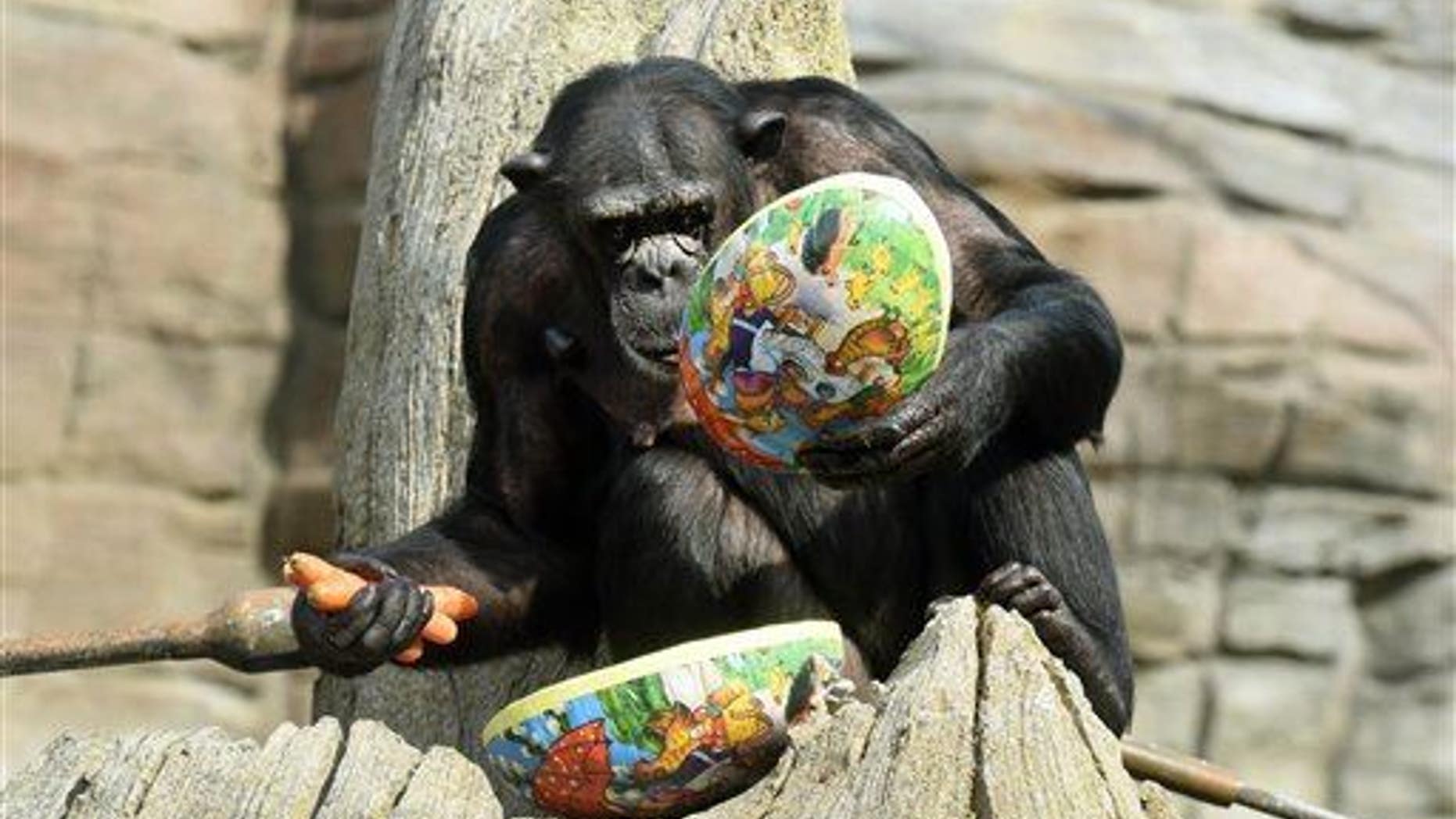 Chimpanzee Viktoria opens an Easter egg at the zoo in Hanover, Germany.