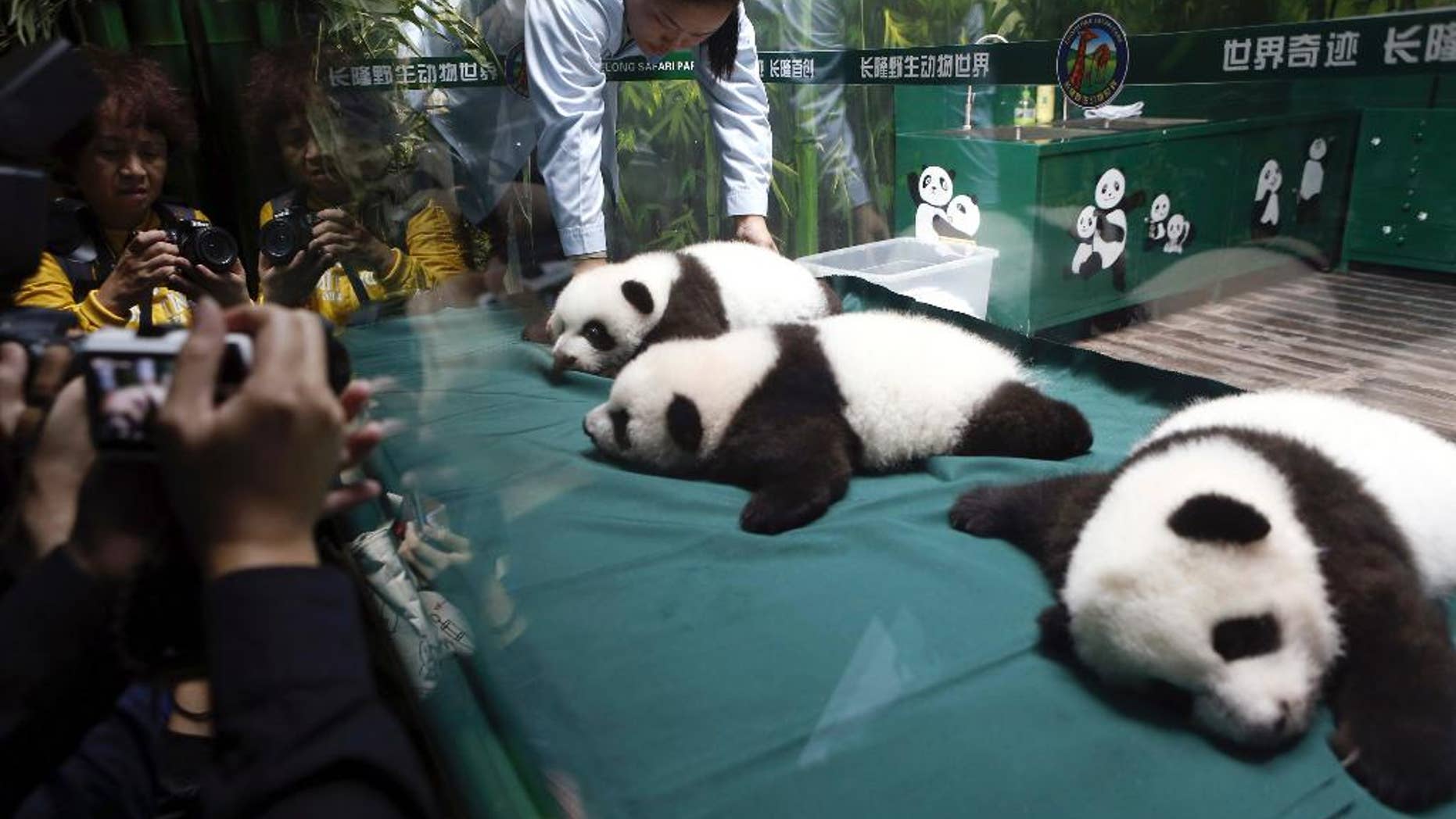 Visitors take photos of the panda triplet cubs in the Chimelong Safari Park in Guangzhou in south China's Guangdong province Wednesday, Nov. 5, 2014. Keepers responsible for looking after the world's only surviving set of giant panda triplets said the cubs were doing well, as they celebrated turning 100 days old on Wednesday. The triplets born at Chimelong are the fourth case of panda triplets ever recorded (AP Photo) CHINA OUT