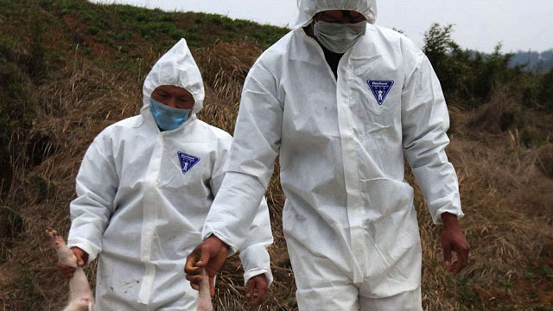 March 21, 2013: Health workers lower dead pigs into a processing pit, where the carcasses will be fermented into organic fertilizers, at a hog farm in Zhuji city, in eastern China’s Zhejiang province.