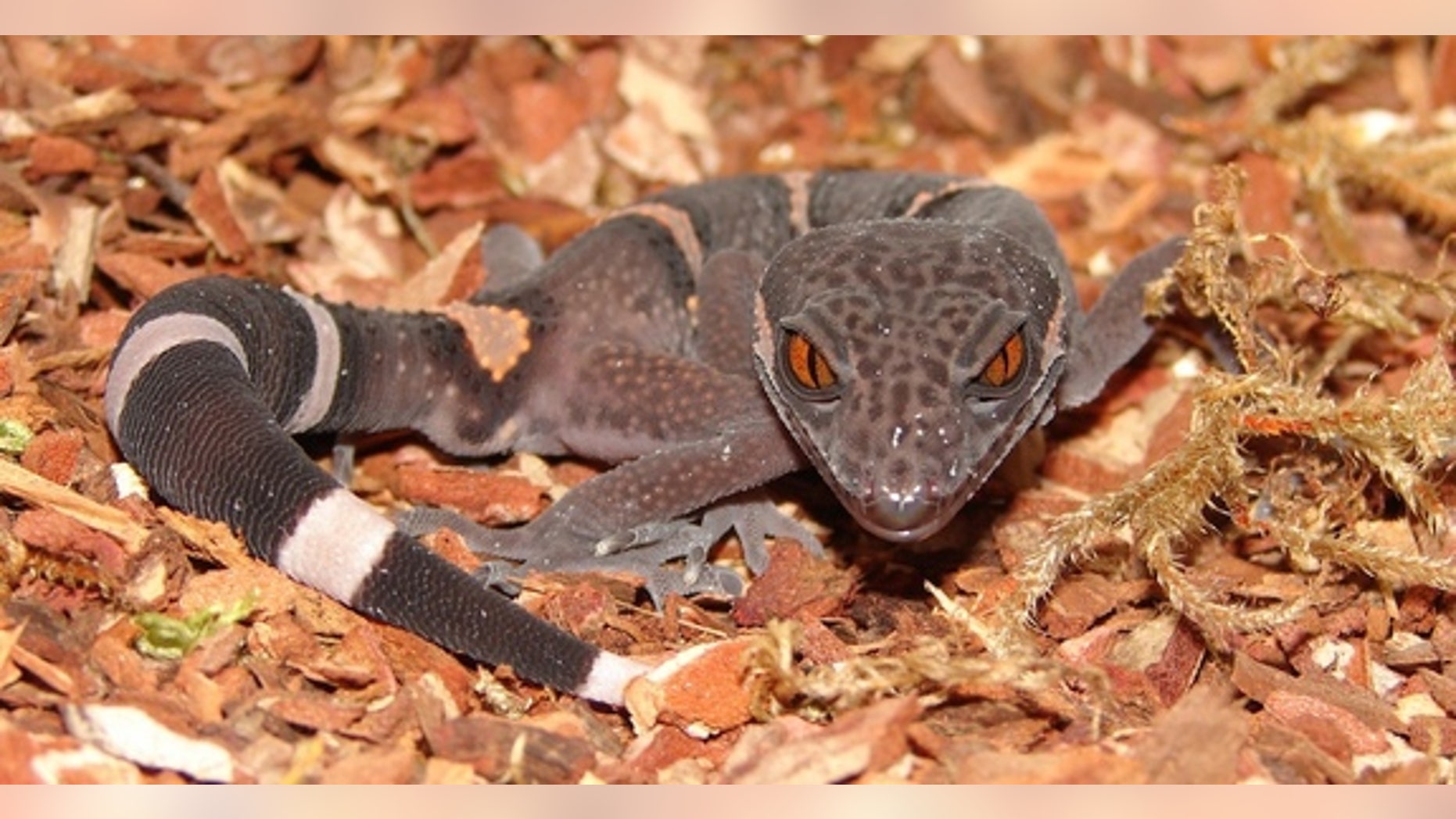 Reptiles that wait for sex live longer | Fox News