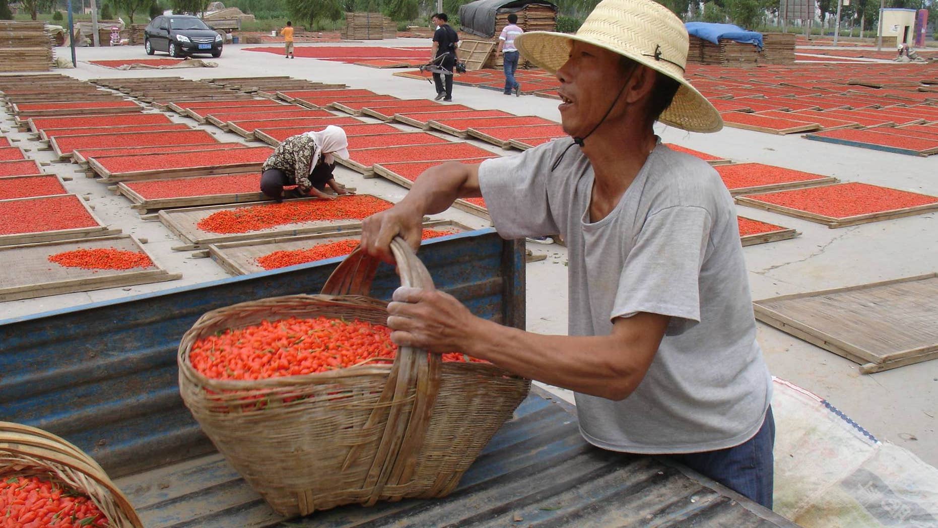 Chinese Wolfberry harvest