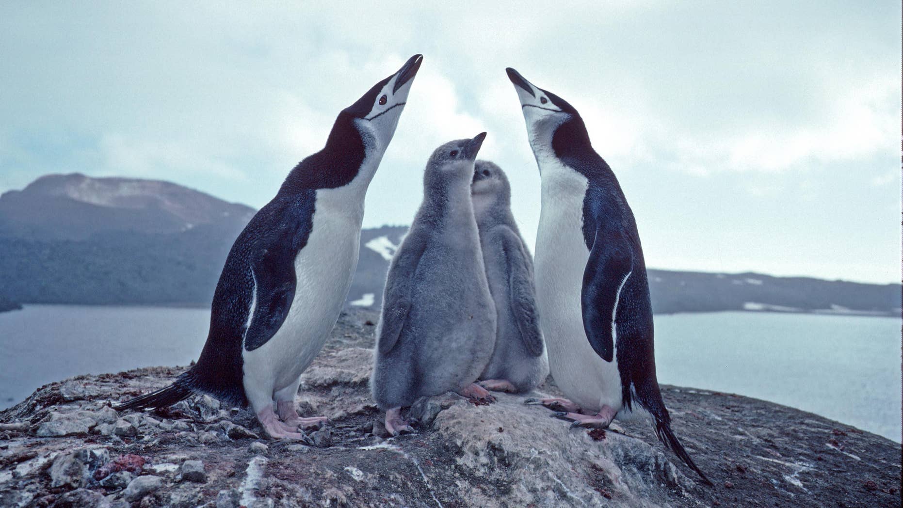 Volcanic ash threatens an enormous colony of chinstrap penguins