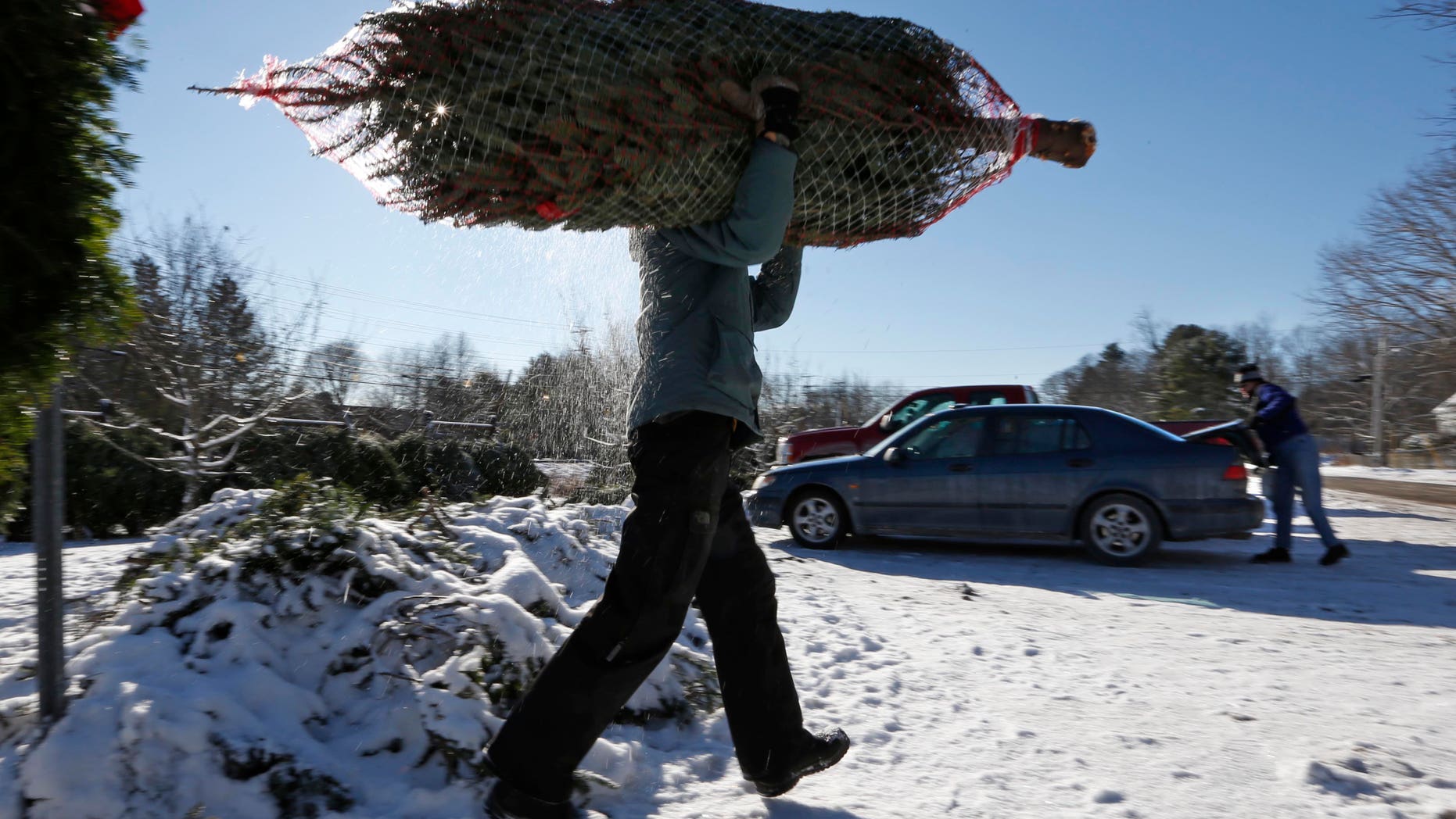 In this Dec. 12, 2013 photo, a Christmas tree seller carries a tree to a customer's car in Freeport, Maine. Growers say the late Thanksgiving shortened the holiday season by a week and that means they're getting a deluge of demand in a short period of time. (AP Photo/Robert F. Bukaty)