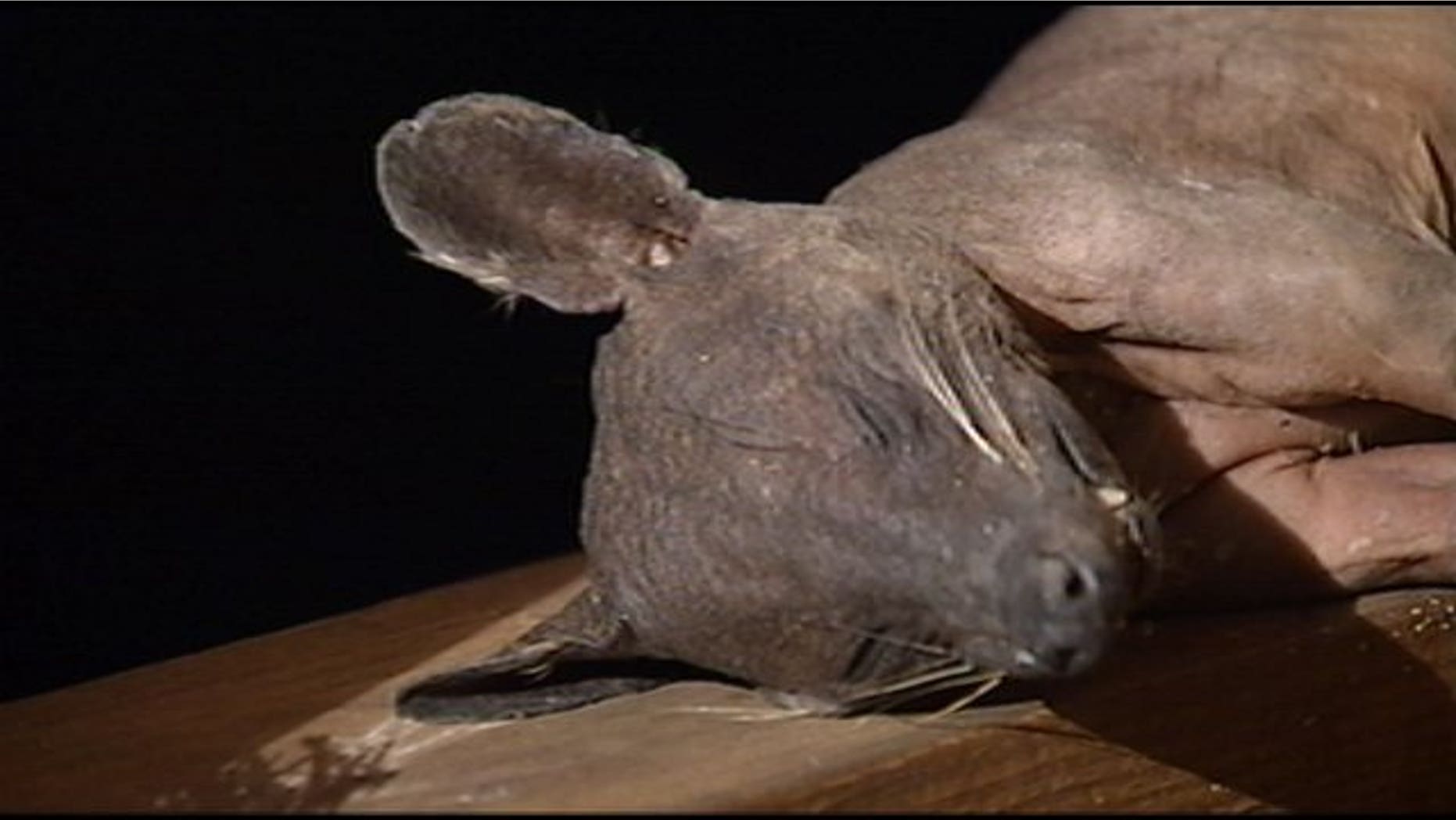 Has a mythical creature made its way to Kentucky? Some people seem to think so