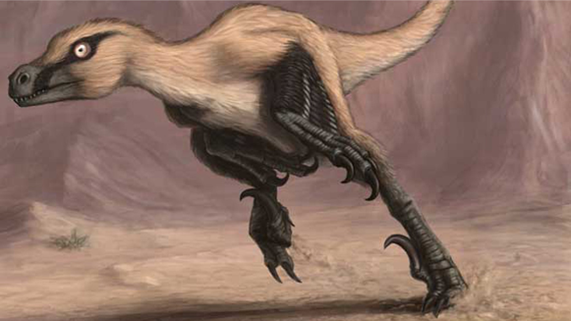 A newly discovered dinosaur was likely an agile predator that took down prey such as horned dinosaurs.