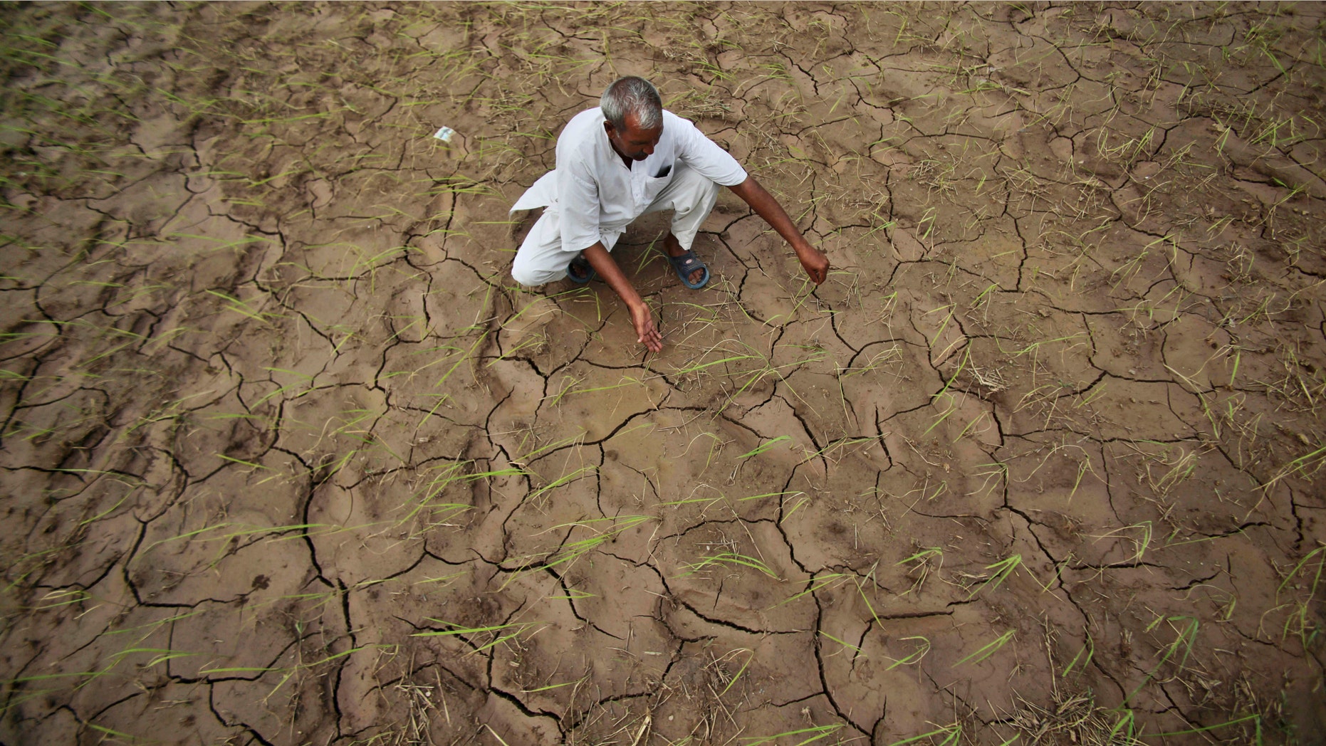 FILE - In this Aug. 3, 2012 file photo, an Indian farmer shows a dry, cracked paddy field in Ranbir Singh Pura 34 kilometers (21 miles) from Jammu, India. Meteorologists at NOAAâs National Climatic Data Center said itâs almost a sure thing that 2014 will go down as the worldâs hottest year in 135 years of record keeping, because January through October has been so record warm. (AP Photo/Channi Anand, File)