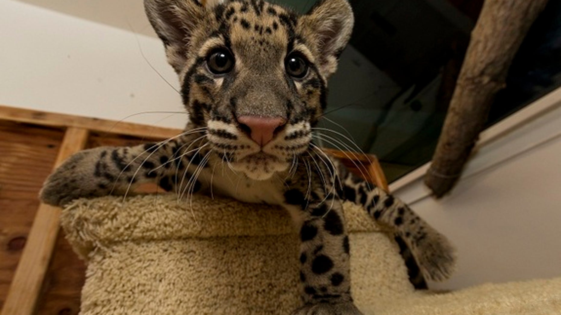 Riki-san, a 14-week-old clouded leopard at the San Diego Zoo.