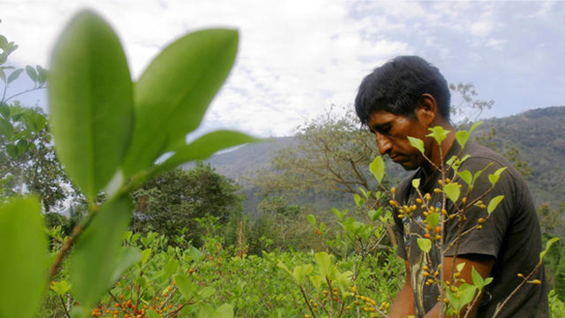 Freddy Pari, 40, picks coca seeds to sell on a street market in the village of La Asunta, some 200 km (124 miles) east of Bolivian capital La Paz. (AP Photo/Dado Galdieri)