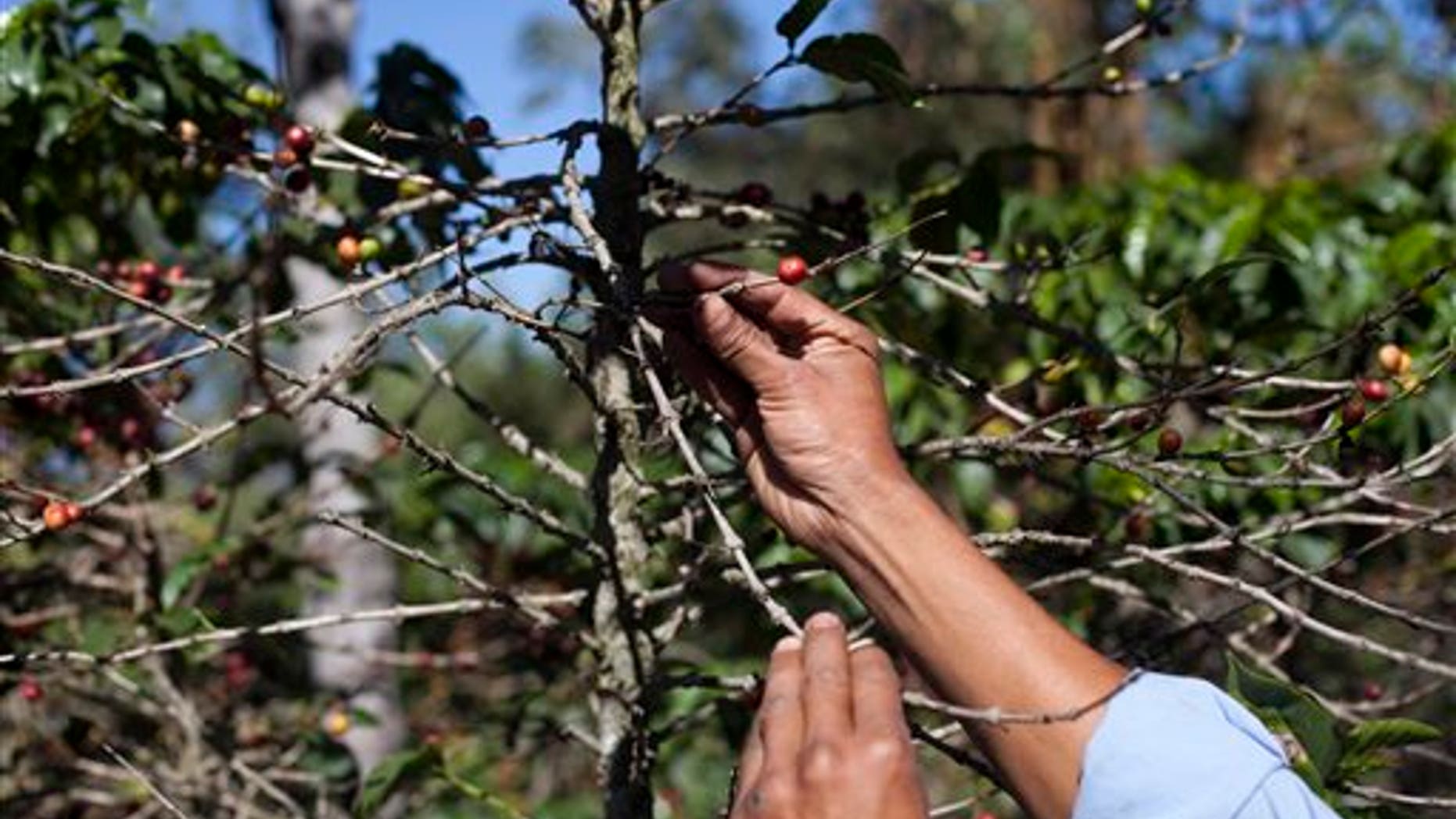 FILE - In this Feb. 9, 2013, file photo, small coffee producer Hector Perez show coffee beans damaged by the roya fungus in San Gaspar Vivar, Guatemala. The U.S. government is stepping up efforts to help Central American farmers fight a devastating coffee disease _ and to keep the price of your morning cup down. A fungus called coffee rust has already caused more than $1 billion in damage across the Latin American region. It is especially deadly to Arabica coffee, the bean that makes up most high-end, specialty coffees, and it is already affecting the price of some of those coffees in the United States. (AP Photo/Moises Castillo, File)