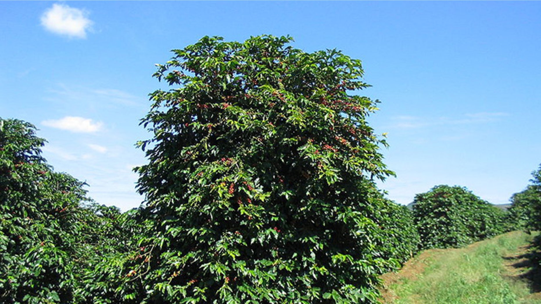 Coffee trees on a plantation in Brazil. The wild beans may be endangered by climate change, according to British botanists.