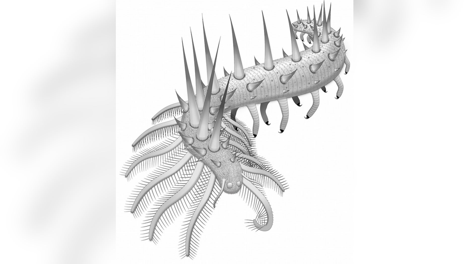 An illustration showing the many legs and spikes covering the early Cambrian creature, <i>Collinsium ciliosum</i>.