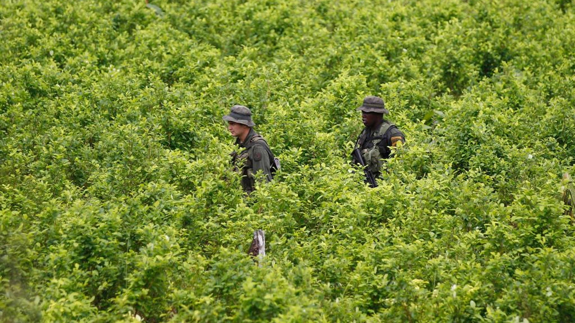 FILE - In this Aug. 15, 2012 file photo, police patrol in a coca field as hired farmers uproot coca shrubs as part of a manual eradication campaign of illegal crops in San Miguel on Colombia's southern border with Ecuador. An annual U.N. report released on Wednesday, July 15, 2015 says Colombia has surpassed Peru in land under coca cultivation, the plant used to make cocaine. (AP Photo/Fernando Vergara, File)