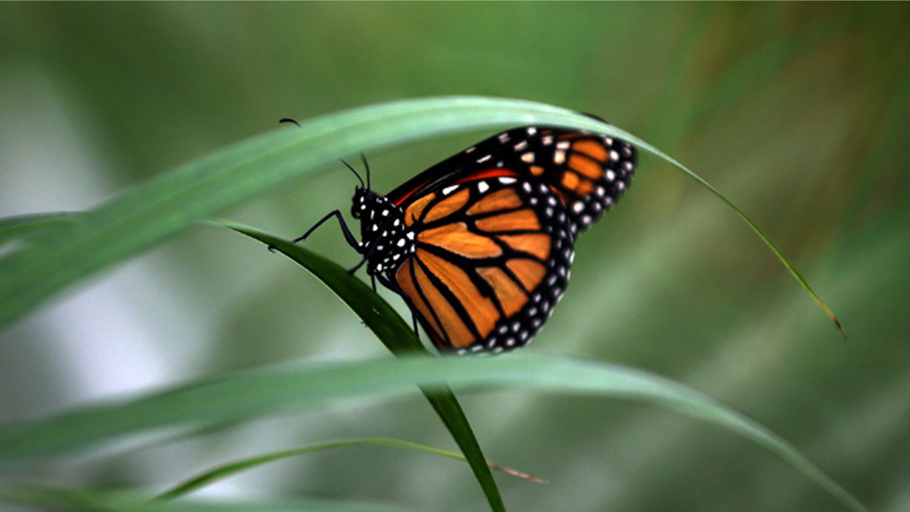 LONDON, ENGLAND - MARCH 31: A Large Tiger butterfly sits on a plant during a photocall to highlight the forthcoming 'Sensational Butterflies' exhibition at the Natural History Museum on March 31, 2015 in London, England. The exhibition will run from 2nd April to 13th September and features hundreds of tropical butterflies from around the world. (Photo by Carl Court/Getty Images)