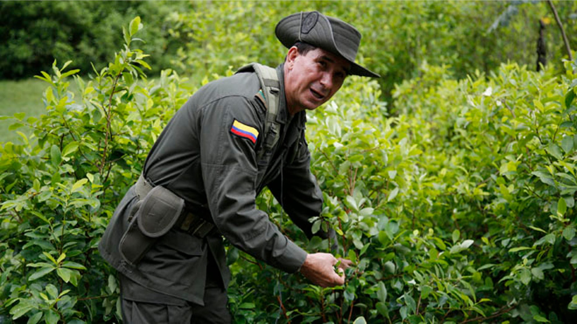 In this May 10, 2016 photo, a police officers picks coca leaves as he gives a tour of an experimental coca field at Los Pijaos police training base in San Luis, Colombia, where procedures and equipment are tested against coca growersââ¬â¢ ever-changing techniques. In the coming months, Colombia will quadruple to around 200 the number of eradication crews, each comprised of about two dozen civilians escorted by a much-larger security detail of sharpshooters, paramedics and land mine removal teams. After six straight years of declining or steady production, the amount of land under coca cultivation in Colombia began rising in 2014 and jumped 42 percent last year, according to the U.S. government. (AP Photo/Fernando Vergara)