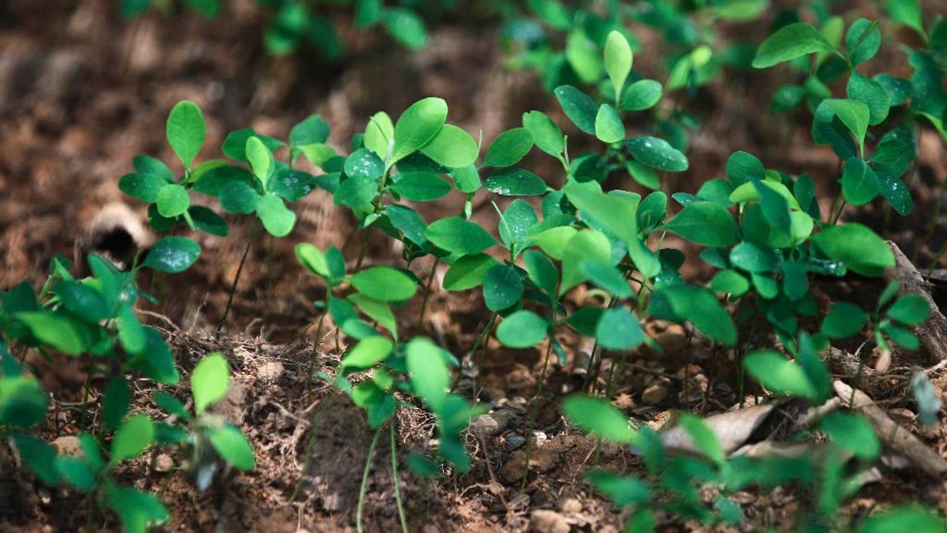 FILE - In this Jan. 25, 2012 file photo, coca plants grow in a seedbed next to a cocaine lab in Puerto Concordia in Colombia's southern Meta state. A new U.N. study finds that cultivation of the leaf used to make cocaine skyrocketed in 2014, the biggest increase in years. (AP Photo/Fernando Vergara, File)