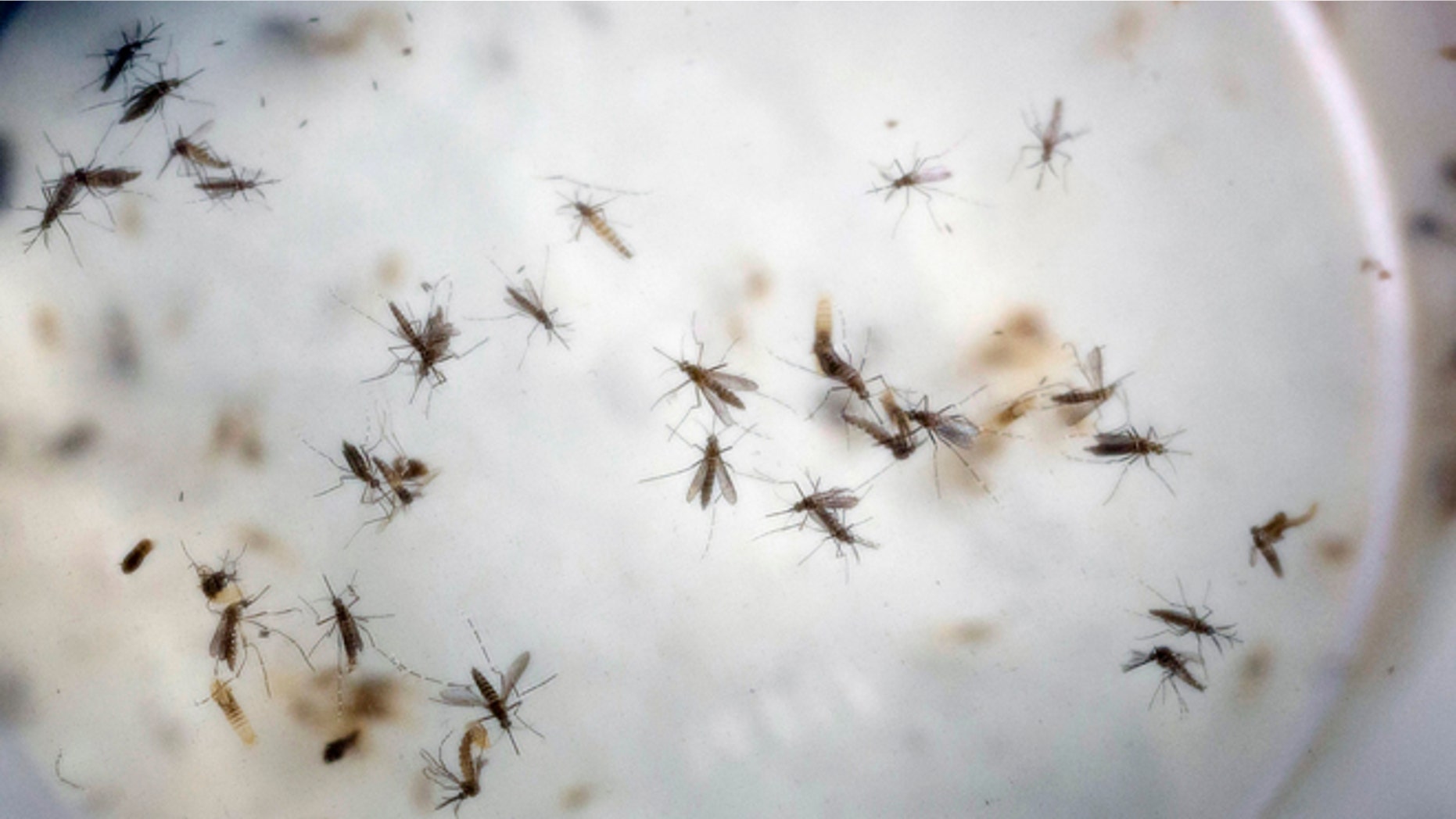 FILE - In this Feb. 11, 2016 file photo of aedes aegypti mosquitoes are seen in a mosquito cage at a laboratory in Cucuta, Colombia. Congress is ready to act on President Barack Obamas long-stalled request for emergency funds to combat the Zika virus, which has been linked to serious birth defects and other major health problems. Obama requested $1.9 billion three months ago for several purposes, including creating a vaccine for the disease, taking steps to control the mosquitoes that spread Zika and helping other countries battle the virus. (AP Photo/Ricardo Mazalan, File)