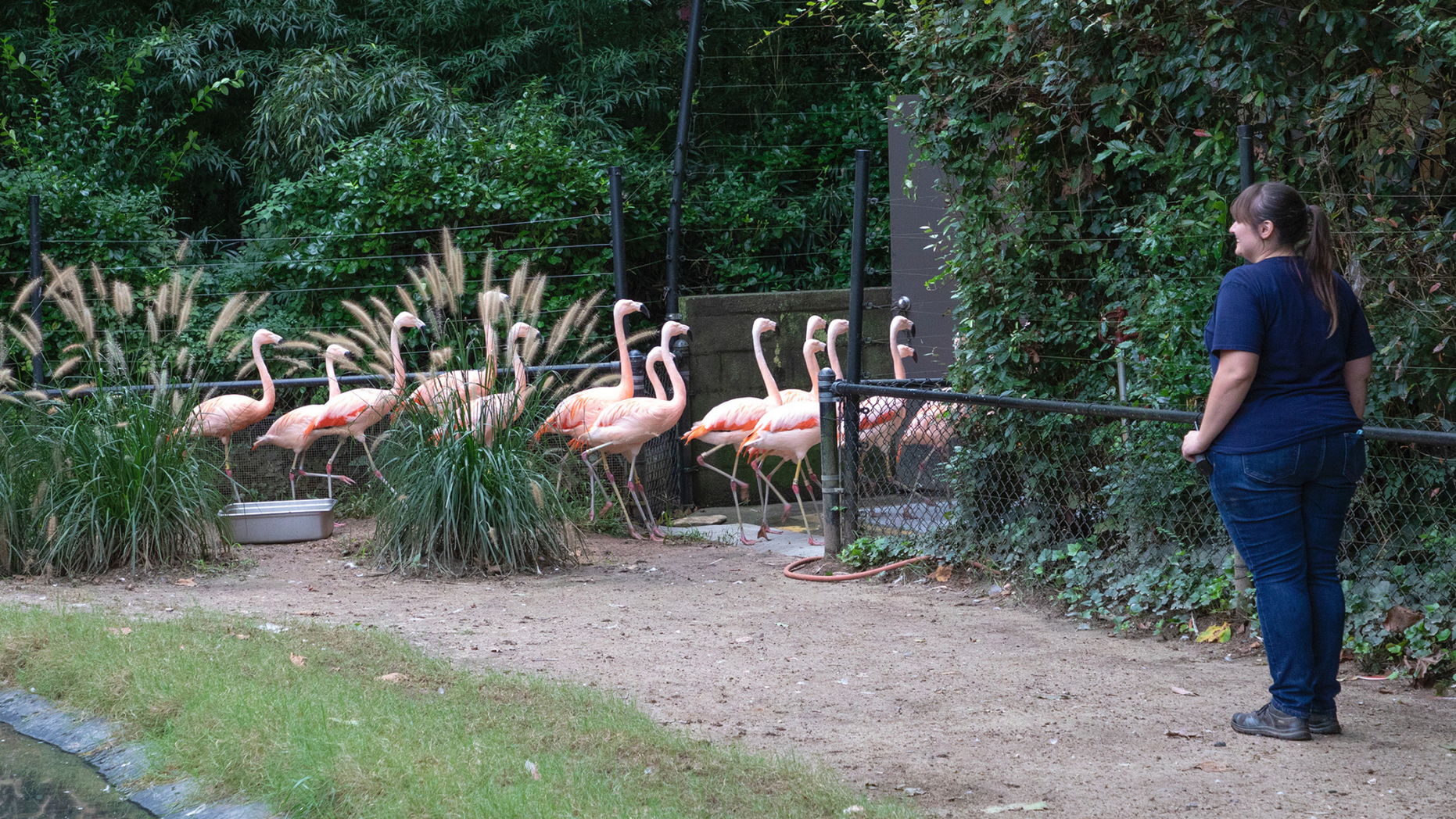 This photo made available by the North Carolina Zoo in Asheboro, N.C., shows a zoo employee watching as flamingos are ushered to a concrete shelter in advance of Hurricane Florence, Thursday, Sept. 13, 2018. (Diane Villa/North Carolina Zoo via AP)