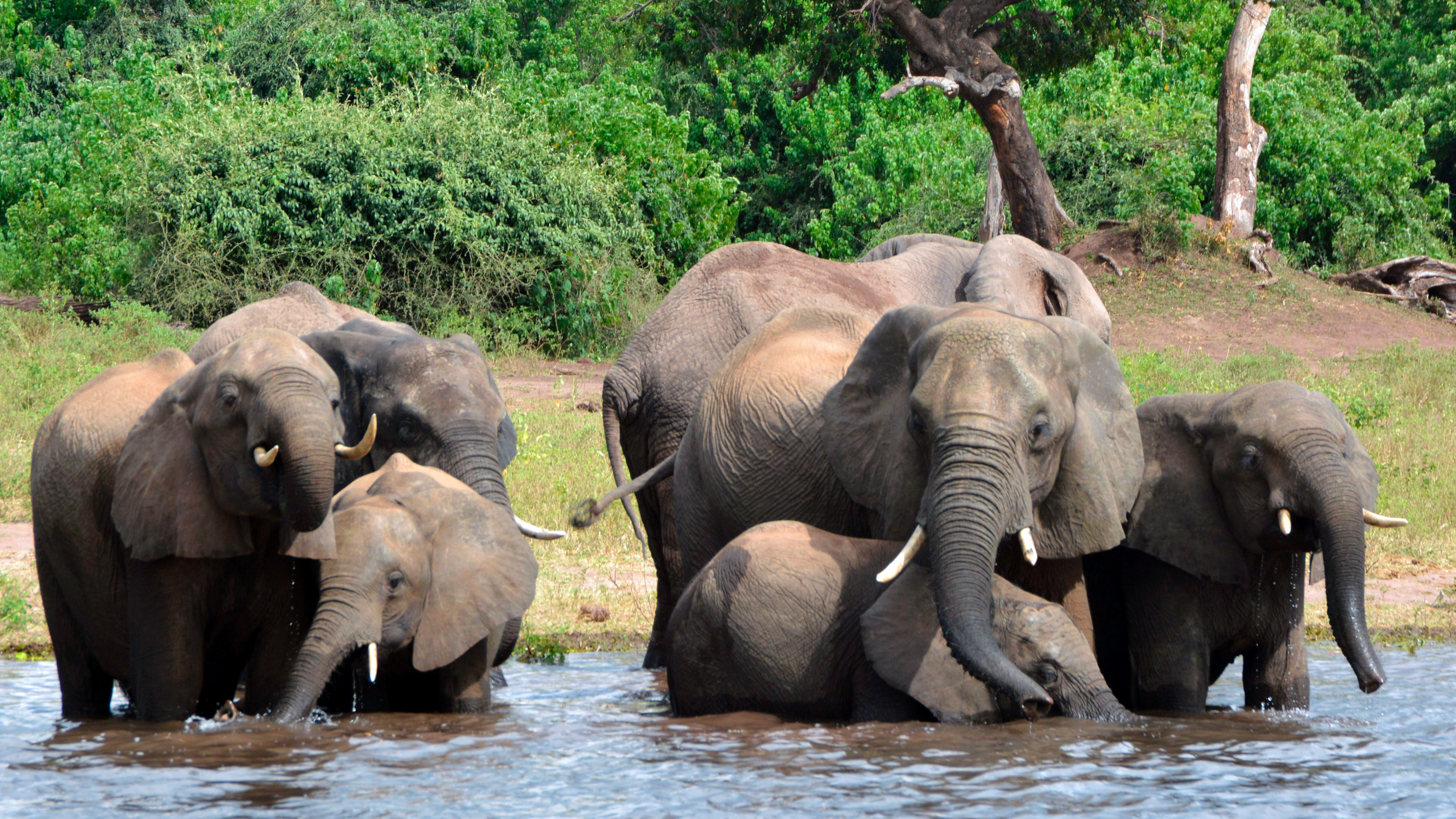 Close to 90 elephants have been found dead near a wildlife sanctuary in Botswana, according to conservationists, as the gentle giants are increasingly being threatened by poachers.