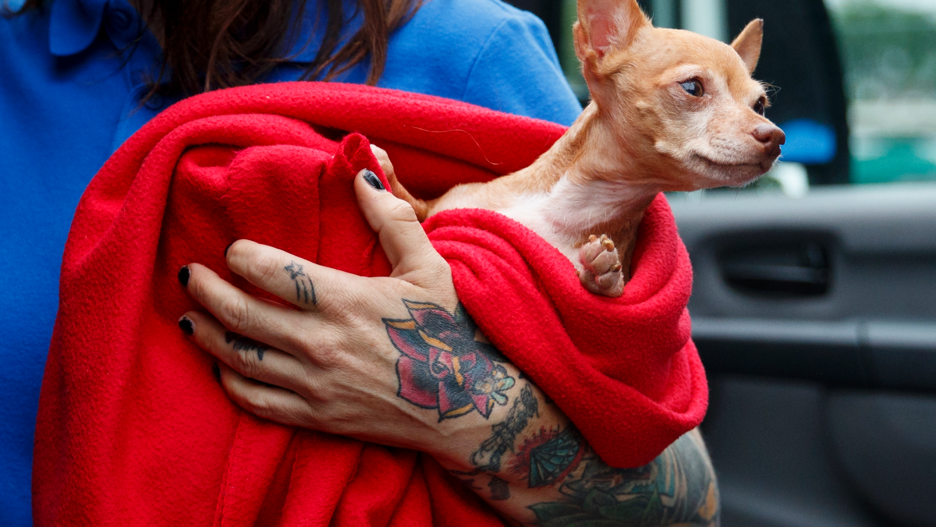 Laura Gretch, Humane Rescue Alliance transport manager, holds Frances, an 8-year-old Chihuahua mix who is one of the 26 cats and dogs arriving at Humane Rescue Alliance in Washington, Tuesday, Sept. 11, 2018, from Norfolk Animal Care and Control of Norfolk, Va., in advance of Hurricane Florence. People aren't the only ones evacuating to get out of the path of Hurricane Florence. The dogs and cats will all be available for adoption.(AP Photo/Carolyn Kaster)