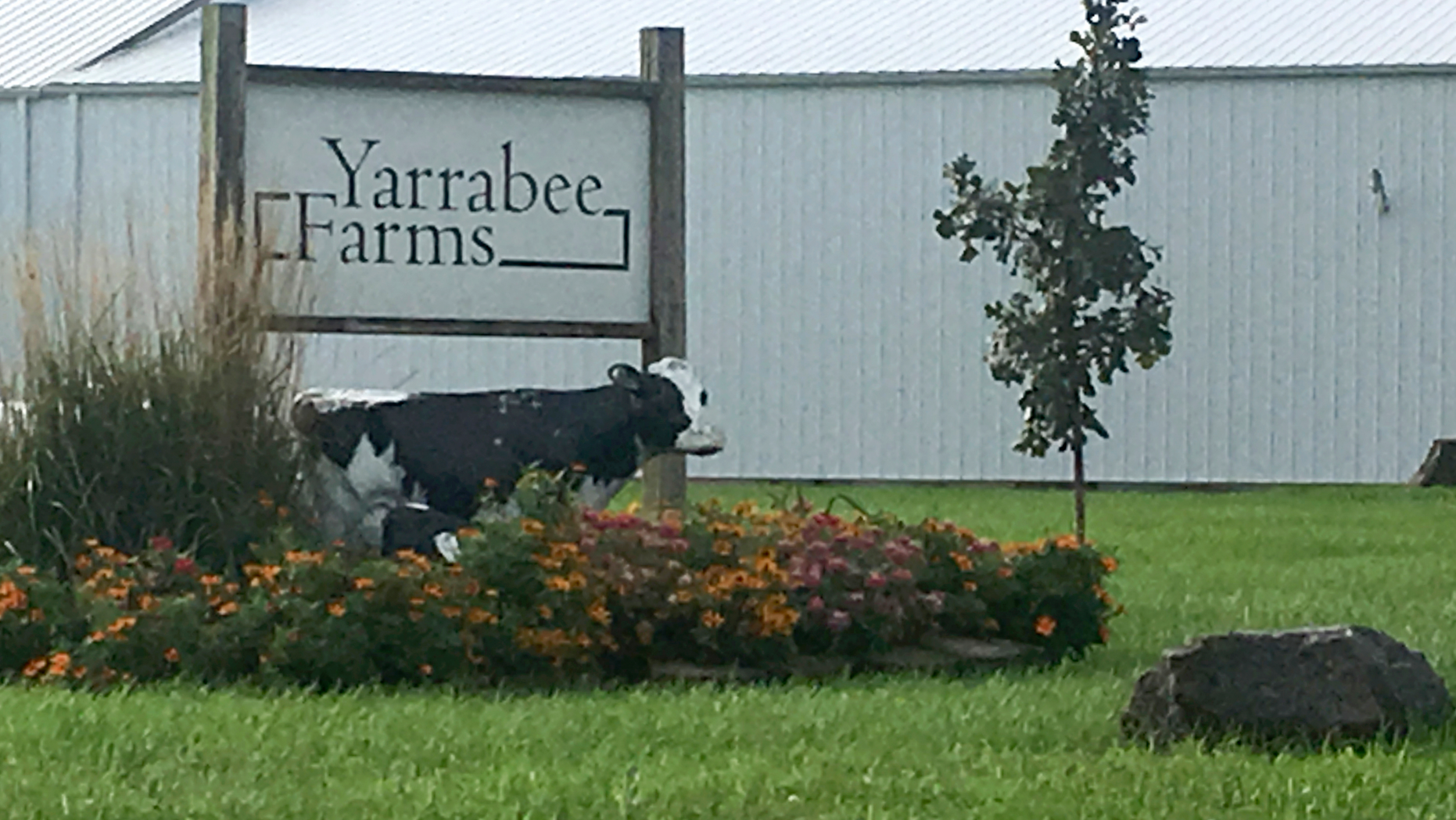 This photo shows the Yarrabee Farms, a cattle operation in Brooklyn, Iowa on Thursday, Sept. 6, 2018. Investigators from local, state and federal agencies were at the farm, which employed the suspect charged with killing University of Iowa student Mollie Tibbetts. (AP Photo/Ryan J. Foley)