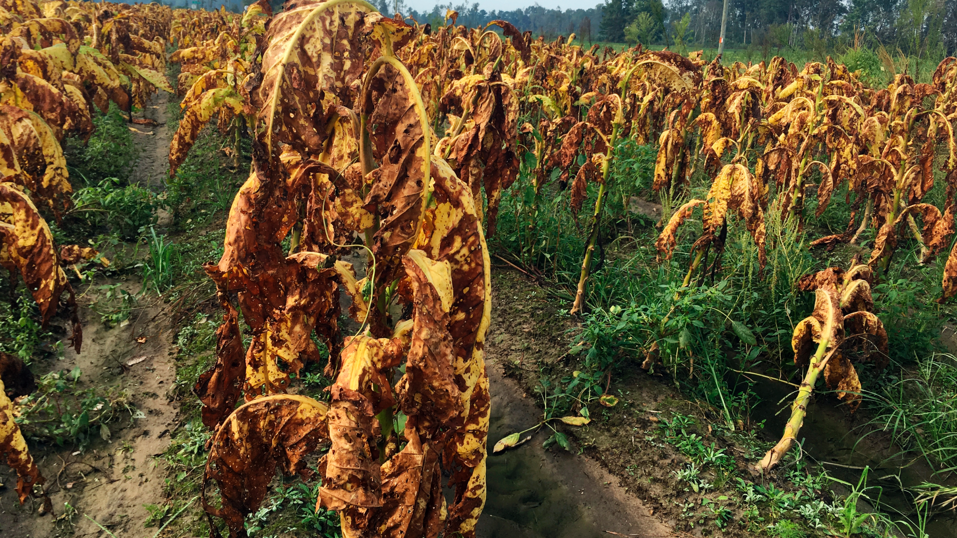 Tobacco plants battered and bruised by Hurricane Florence stand unharvested in fields near Fremont, N.C., on Thursday, Sept. 20, 2018. Farmer Craig West said the leaves are about as appealing and saleable as a bunch of bruised bananas, but they can’t be harvested anyway because the fields are too soggy after the storm. (AP Photo/Emery P. Dalesio)