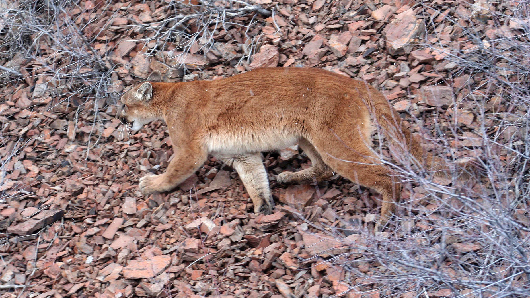 FILE - This March 8, 2006, file photo provided by the Oregon Department of Fish and Wildlife shows a cougar in the Beulah Wildlife Management Unit in Oregon's Malheur County. Oregon authorities say a dead hiker whose body was recovered this week was likely killed by a cougar, marking the first verified fatal attack by a wild cougar in the state and the second in the Pacific Northwest this year. Search and rescue teams found the body of Diana Bober, 55, on Monday, Sept. 10, 2018, off a trail in the Mount Hood National Forest in Welches, Ore. (Brian Wolfer/Oregon Department of Fish and Wildlife via AP, File)