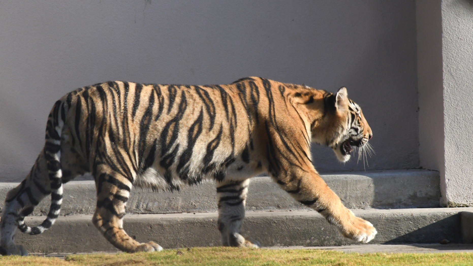 LSU Officially Has New Live Tiger Mascot On Campus | Fox News