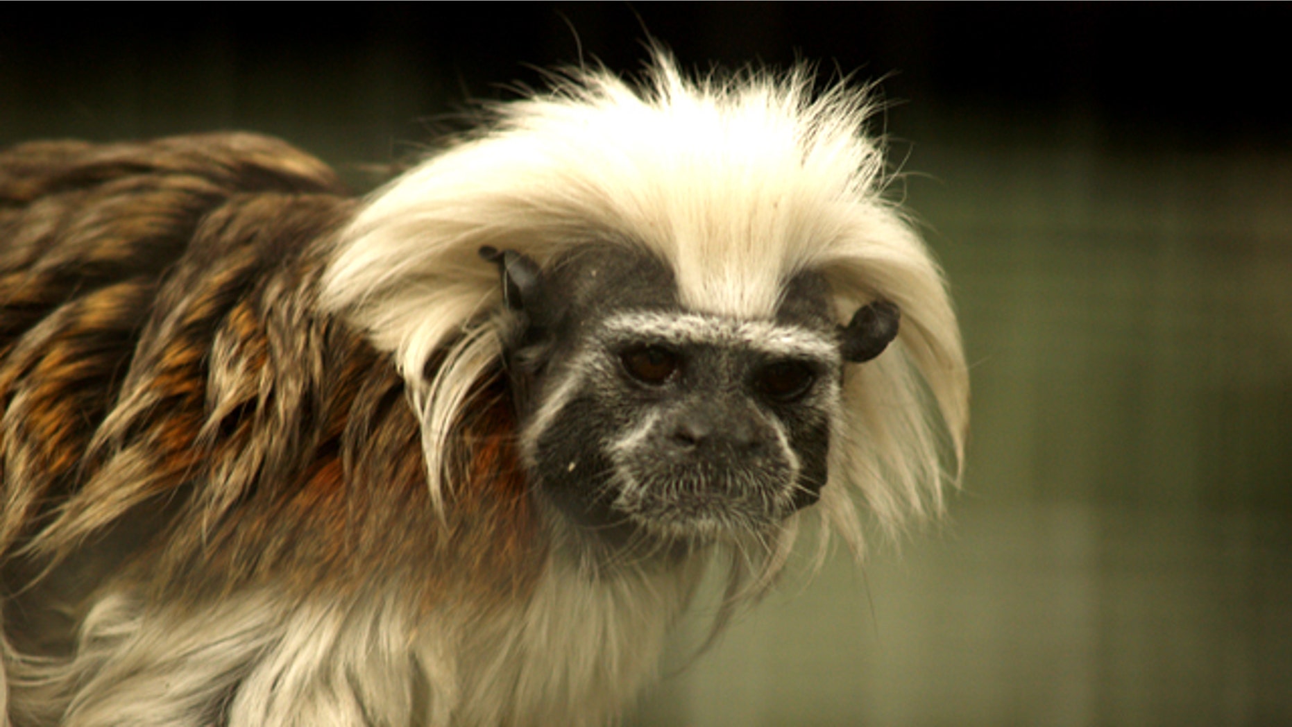 The Cottontop Tamarin (Saguinus oedipus) is a small monkey weighing less than 1lb.