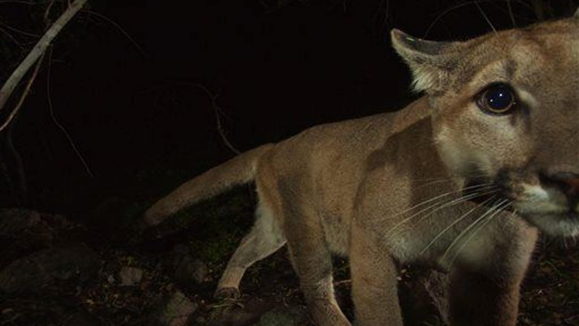 A mountain lion walks near a remote camera in California.