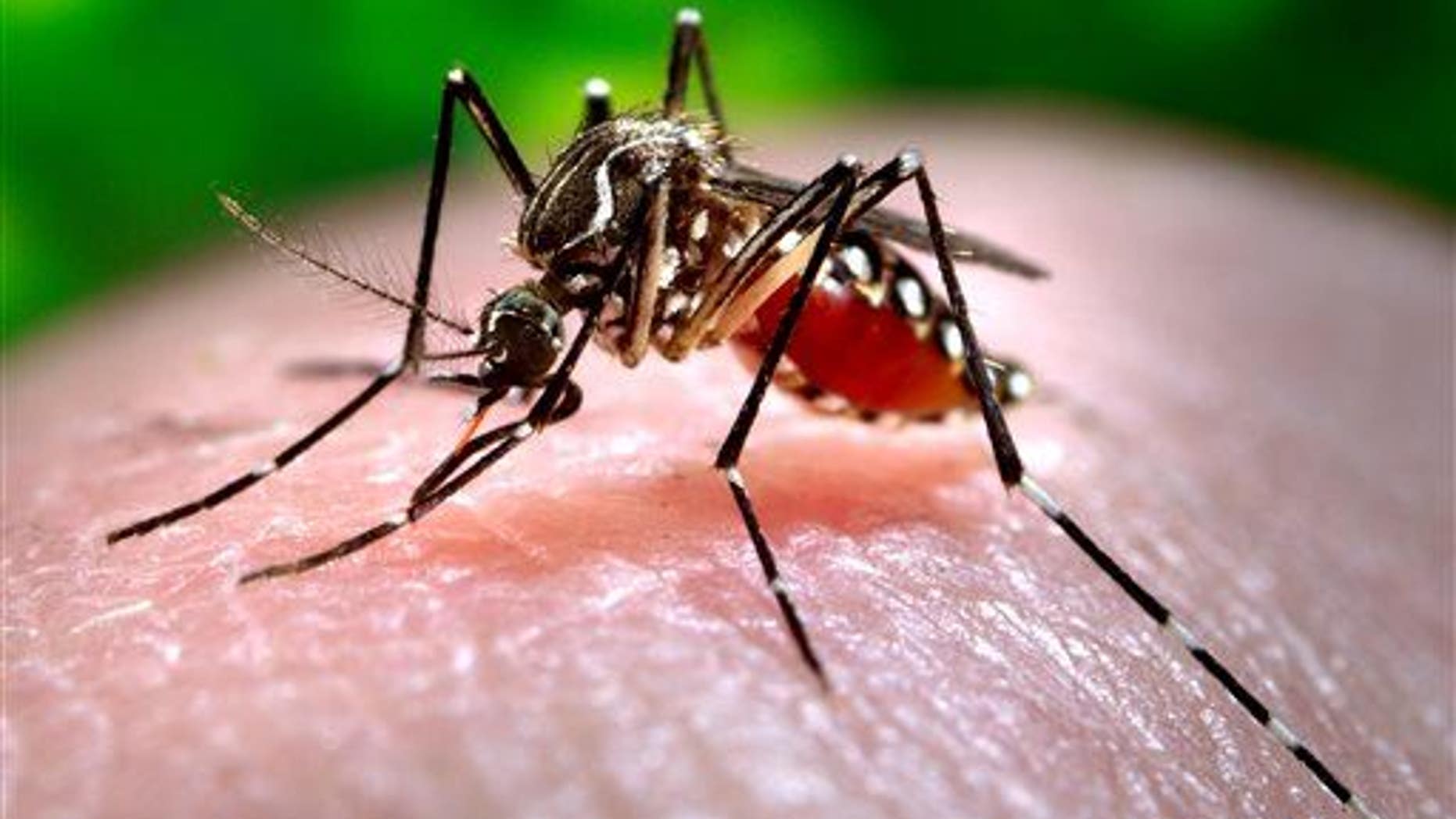 The Aedes aegypti mosquito carries Zika virus.