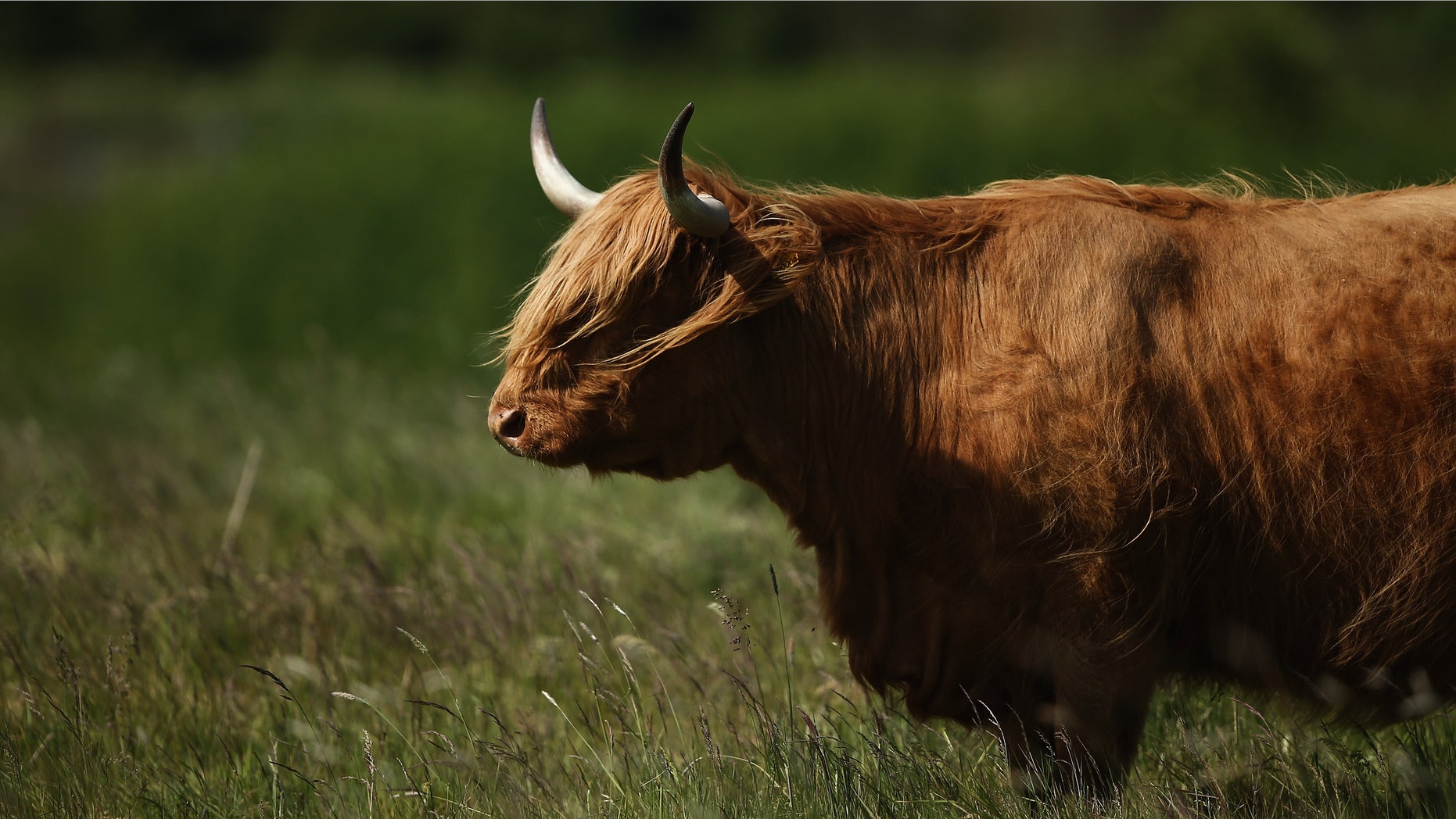 THURROCK, ENGLAND - JUNE 06: Highland Cattle graze on grassland at 'Thurrock Thameside Nature Park' on June 6, 2013 in Thurrock, England. The 120 acres of grass, bramble and shrub that make up 'Thurrock Thameside Nature Park' sits on top of what was Europe's largest landfill site overlooking the Essex coastline in the Thames Estuary. Over the last 50 years six of London's borough's had been dumping their rubbish on the site, (originally a huge gravel pit), which in places is over 30 metres thick. The £2.5Million GBP restoration project run by Essex Wildlife Trust and the landfill company Cory Environmental worked to compact the rubbish before adding a thick layer of clay, known as a pie-crust, over the waste, before covering it in soil. The area which when finished will encompass 845 acres is run by the Essex Wildlife Trust and is home to an array of wildlife including, Shrill Carder Bee, Great Crested Newt, Brown Hare, Avocet, Short-eared Owl, Barn Owl and Kingfisher. (Photo by Dan Kitwood/Getty Images)