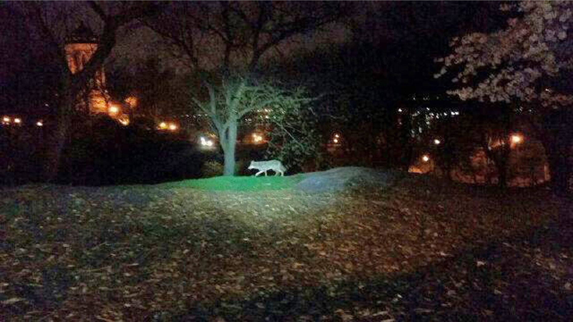 In this photo taken the morning of April 22, 2015, and released by the 24th Precinct of the New York City Police Dept., on Thursday April 23, 2015, a coyote walks in New York City's Riverside Park, on the Upper West Side of Manhattan. While the animals have been spotted periodically in New York since the 1990s and have taken up residence in some Bronx parks, a string of sightings and captures in Manhattan and other unexpected locales in recent months has drawn new attention to them. And experts expect to see more of the adaptable animals in the nation’s biggest city. (New York City Police Dept. via AP)