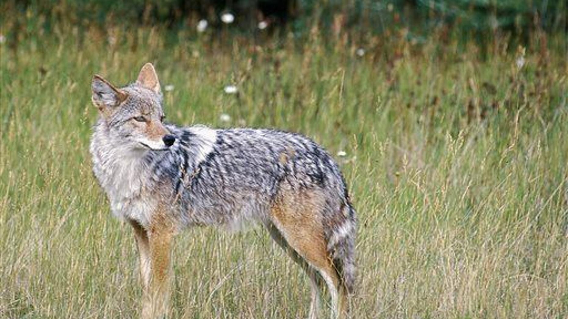 A coyote, possibly on the lookout for 'shrooms.