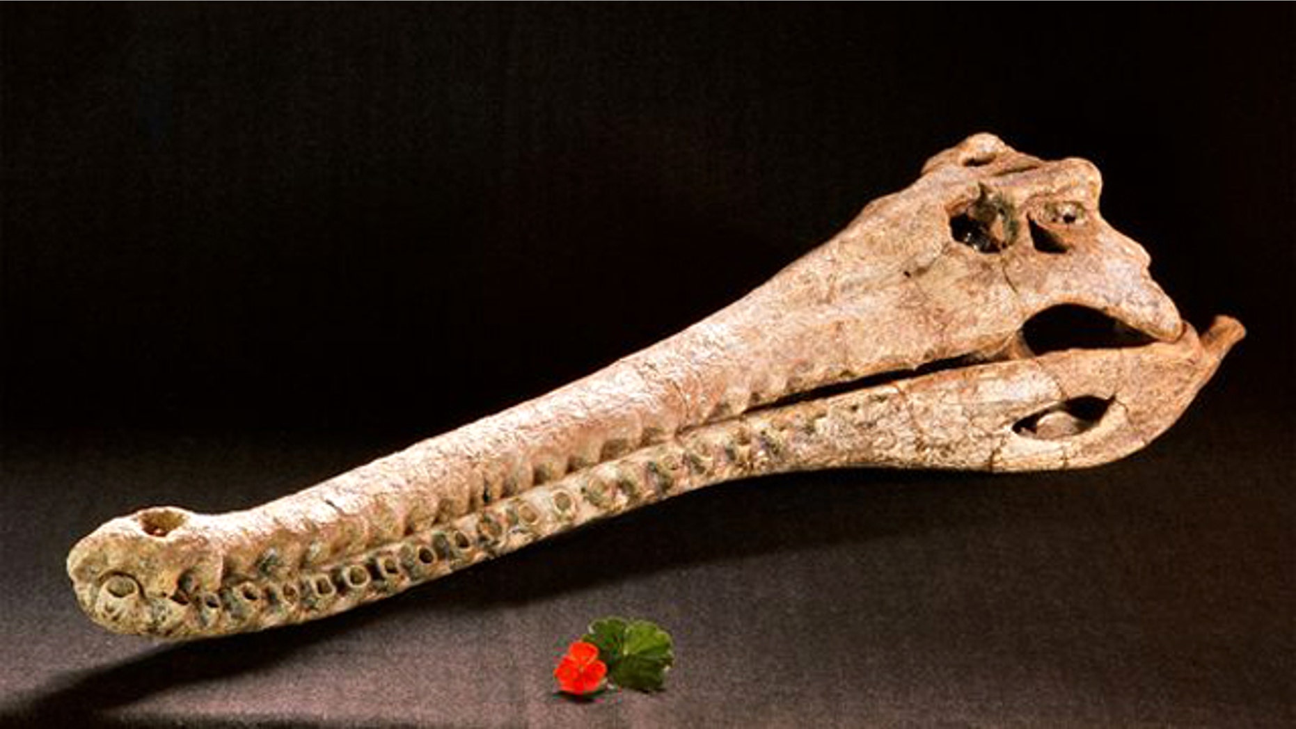 A prehistoric crocodile skull on display at a Kenya museum.