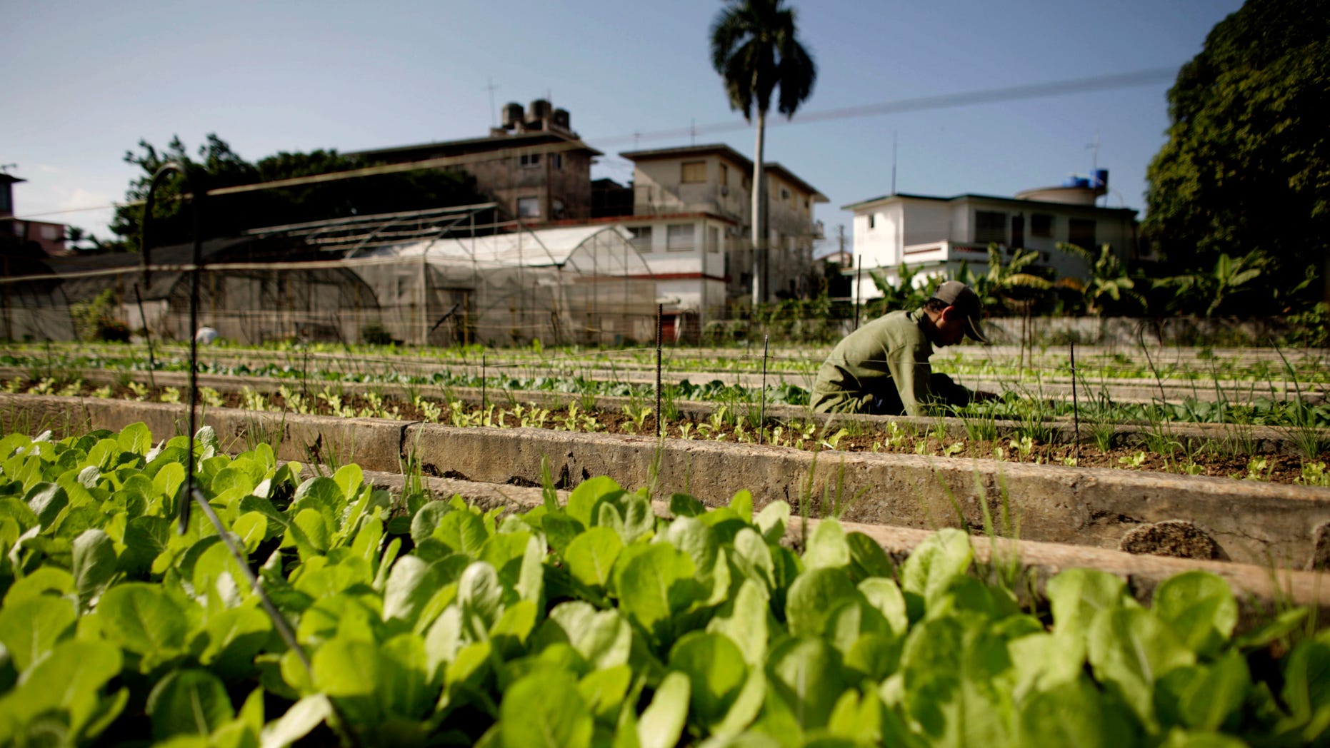 A farmer works in a lettuce field at a hydroponics farm in Havana, Cuba.