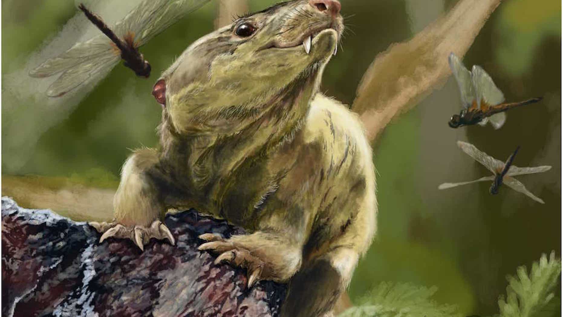 An artistic interpretation of what the newly identified cynodont Bonacynodon schultzi looked like during its lifetime about 235 million years ago during the Triassic.