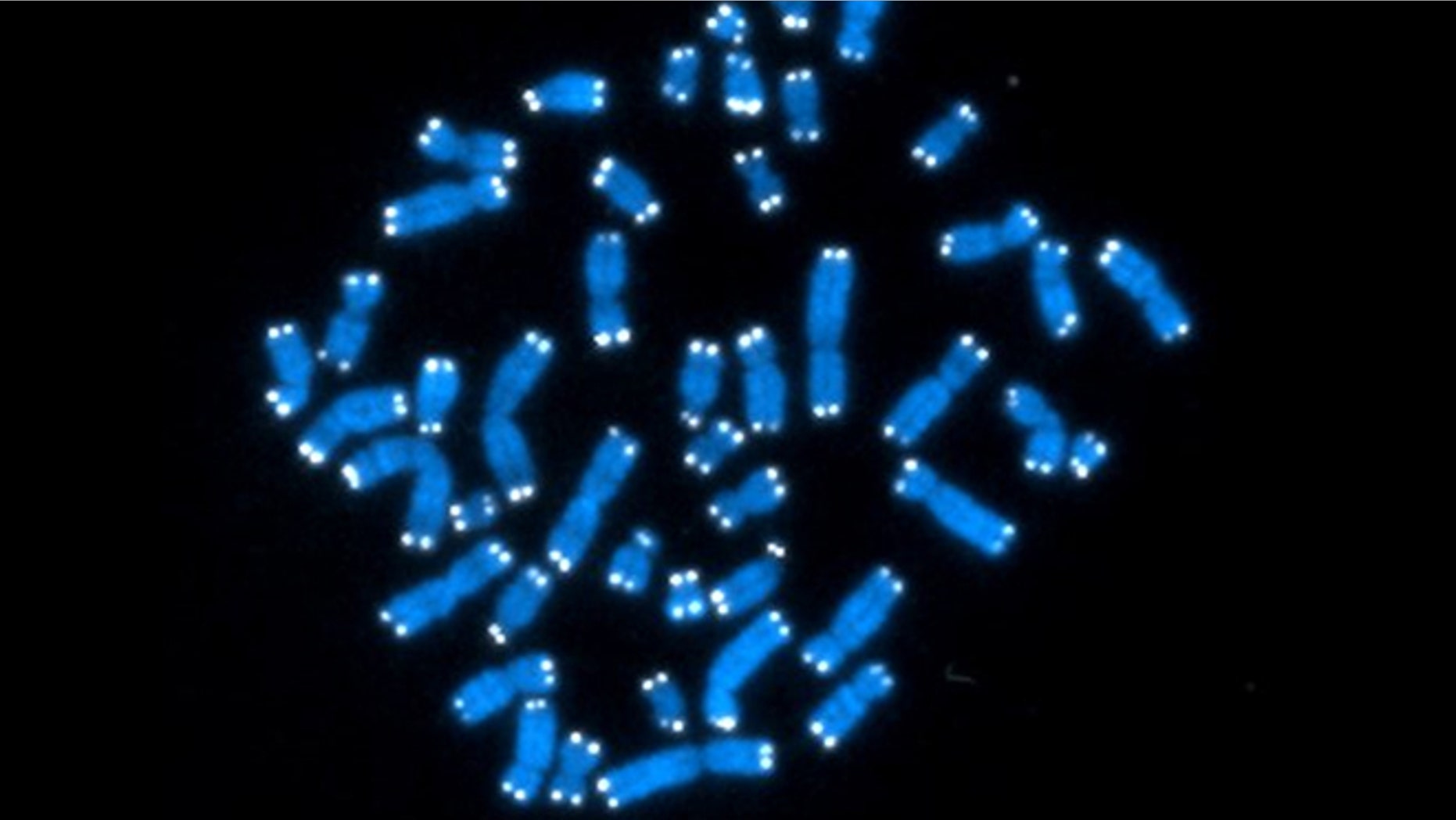Sept. 5, 2012: The 46 human chromosomes, where DNA resides and does its work. Each chromosome contains genes, but genes comprise only 2 percent of DNA.