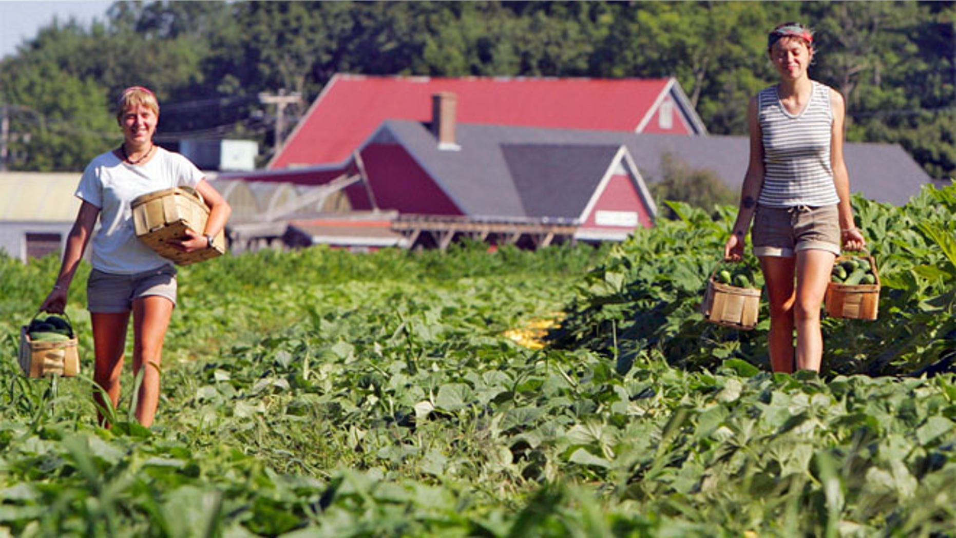 FILE 2010: Members of a picking crew work at Tuttle Farm in Dover, New Hampshire.