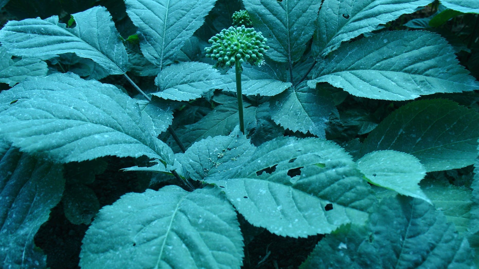 A growing ginseng plant.