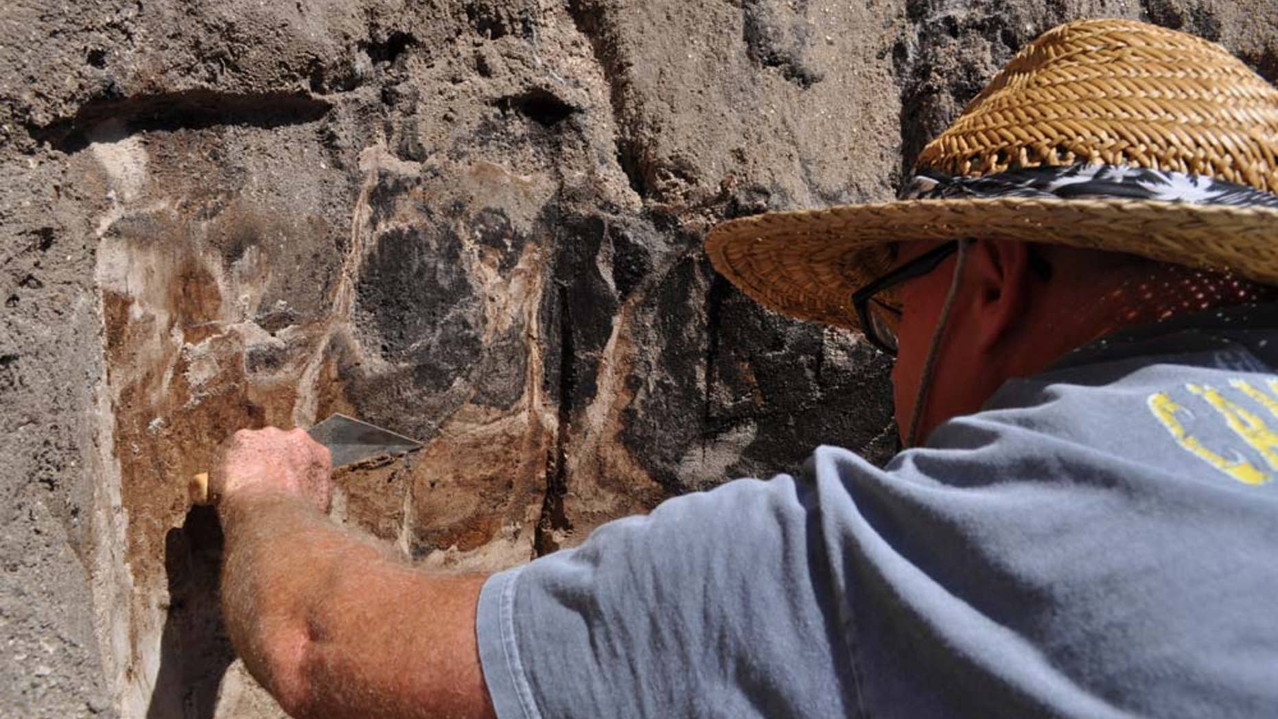 Scientists uncovered the bones of an ancient, extinct species of bison in Vero Beach, Fla.