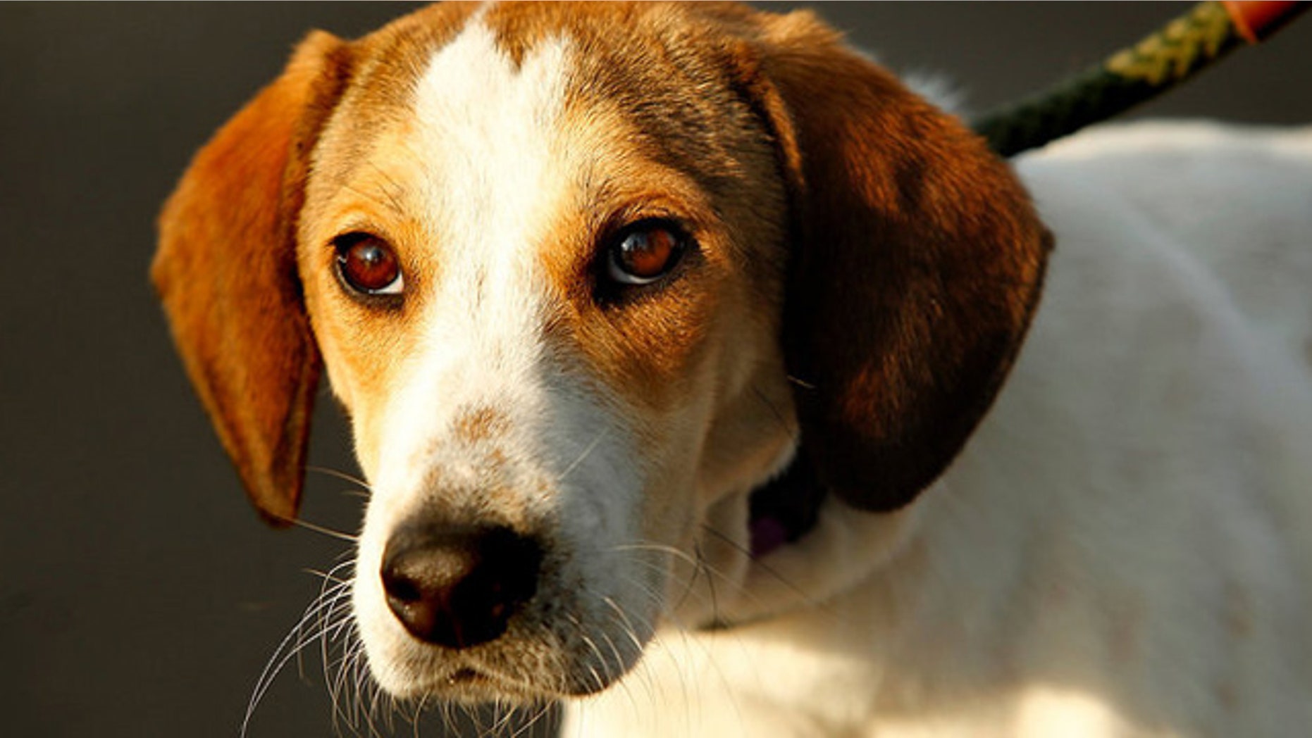 Oct. 26, 2011: A beagle named Daniel, after surviving an Alabama pound's gas chamber, is taken to New Jersey for adoption by Eleventh Hour Rescue.