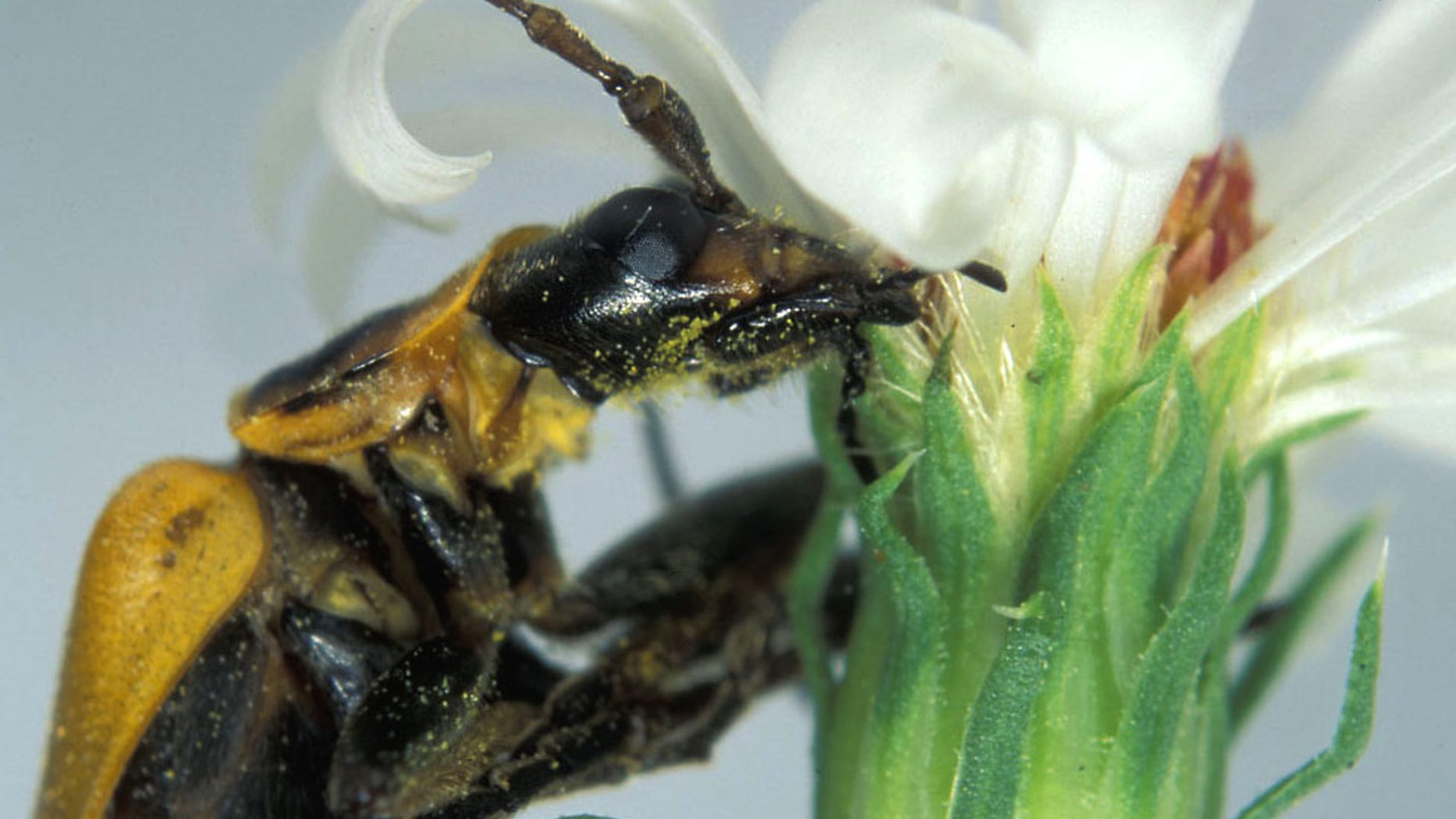 Just before a deadly fungus kills the goldenrod soldier beetle, it instructs the beetle to climb a plant and clamp its mandibles around a flower.