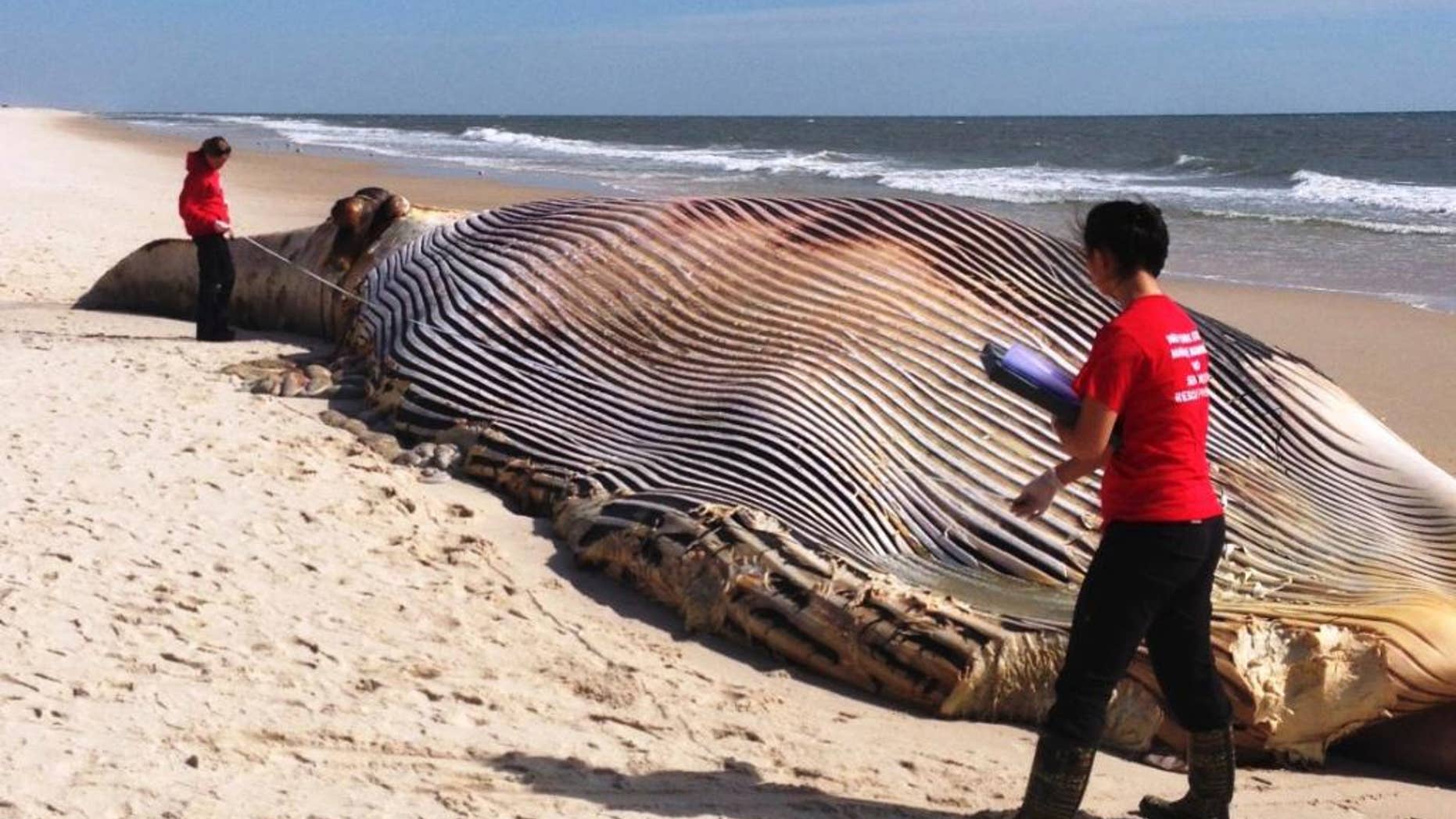 In this photo provided by The Riverhead Foundation, authorities investigate the death of a 58-foot finback whale that washed ashore on an eastern Long Island beach in Shirley, N.Y., Thursday, Oct. 9, 2014. Kimberly Durham and staff from the Riverhead Foundation for Marine Research and Preservation are investigating. Durham said a forensic examination will be conducted on Friday to seek a cause of death but there were no visible signs of injury. (AP Photo/The Riverhead Foundation)