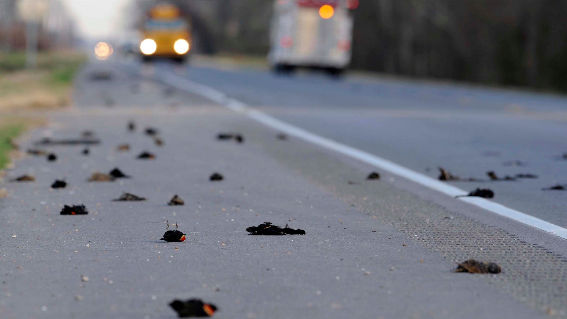 Hundreds of dead birds lay along the side of the Morganza Hwy. in Pointe Coupee Parish, La., Monday, Jan. 3, 2011, about 300 miles south of Beebe, Ark., where more than 3,000 blackbirds fell from the sky three days earlier. Louisiana state biologists are sending some of the birds found at Labarre to laboratories in Georgia and Wisconsin for testing. (AP Photo/The Advocate, Liz Condo)