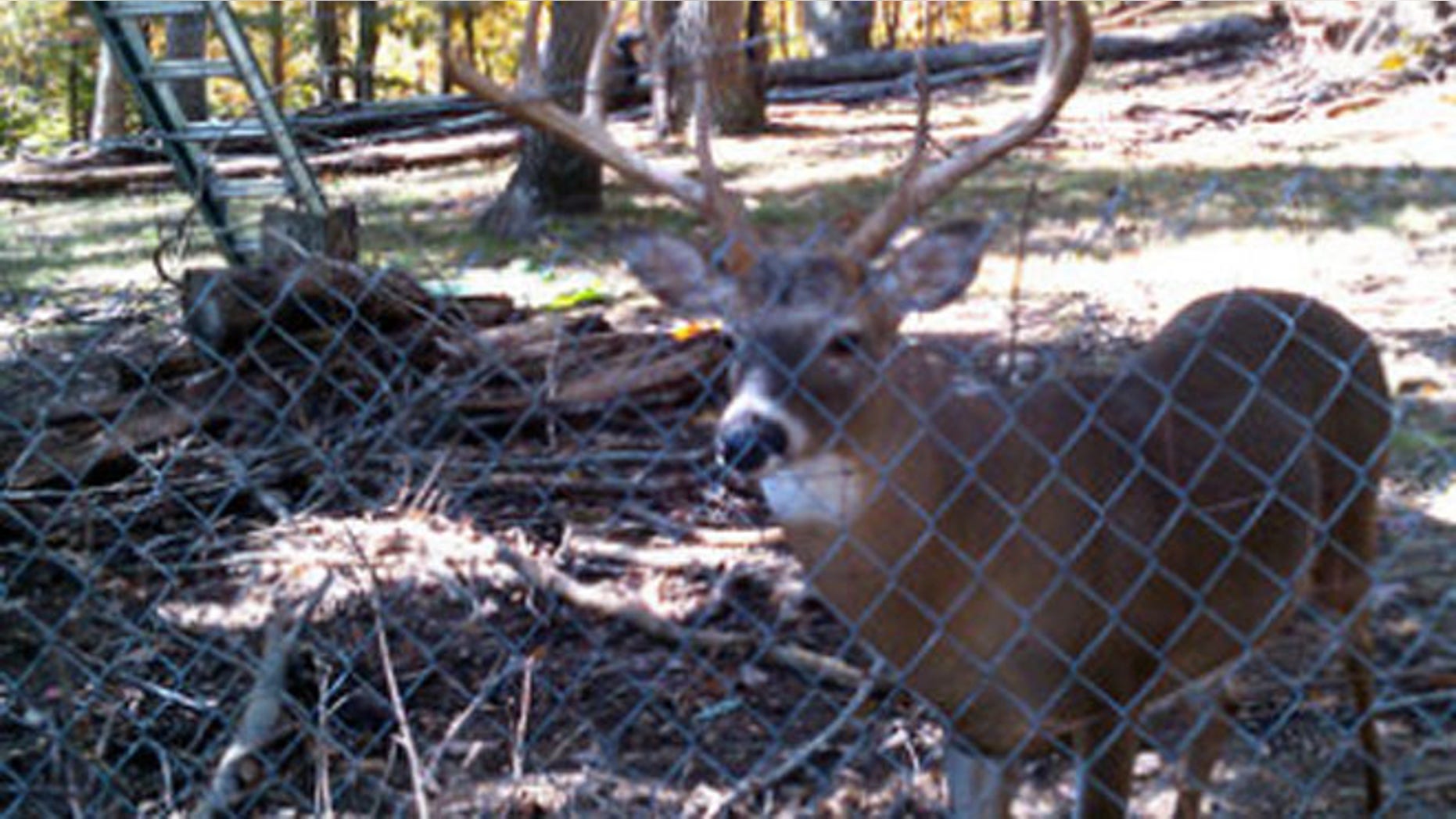 Authorities killed the deer because once they are held by humans, they cannot be released to the wild, Al.com reports.